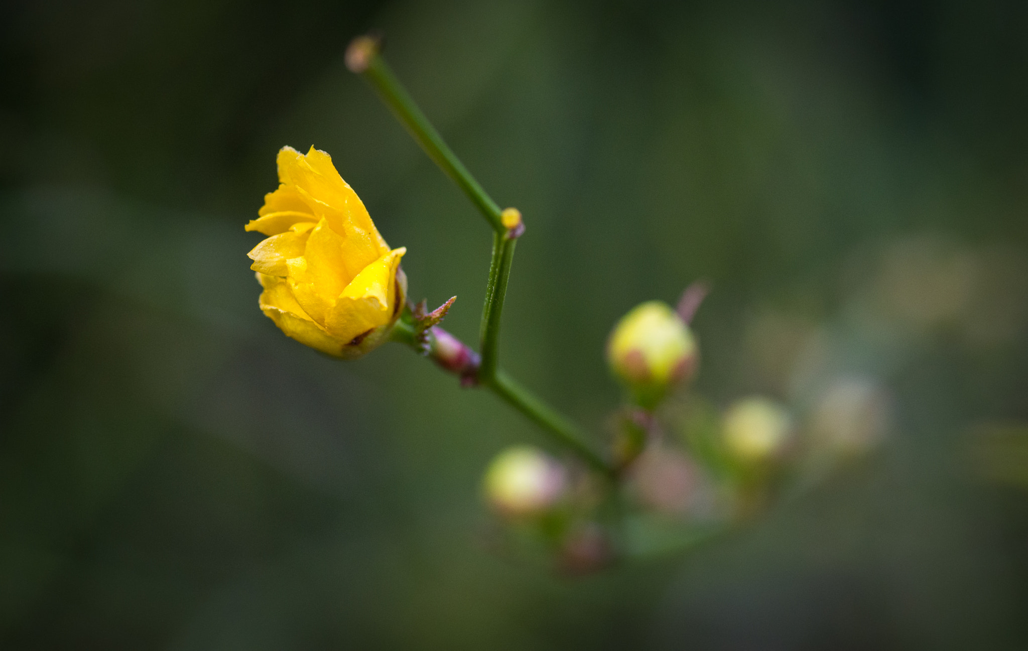 Nikon D7200 sample photo. Blossom photography