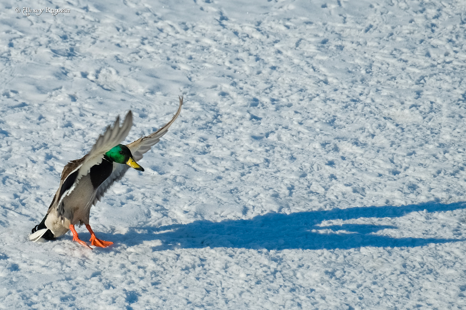 Fujifilm X-T2 + Fujifilm XC 50-230mm F4.5-6.7 OIS sample photo. Booo! go away, winter! photography