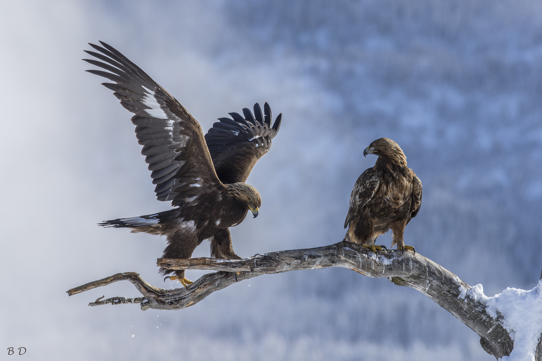 Canon EF 300mm F2.8L IS USM sample photo. Meeting between two kings photography