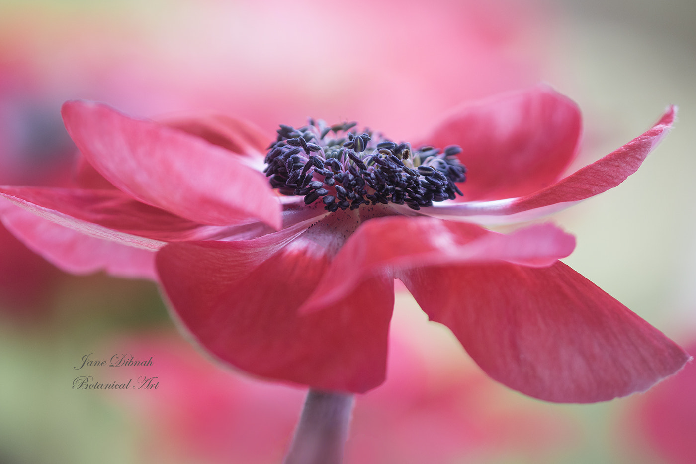 Canon EF 180mm F3.5L Macro USM sample photo. Anemone de caen photography