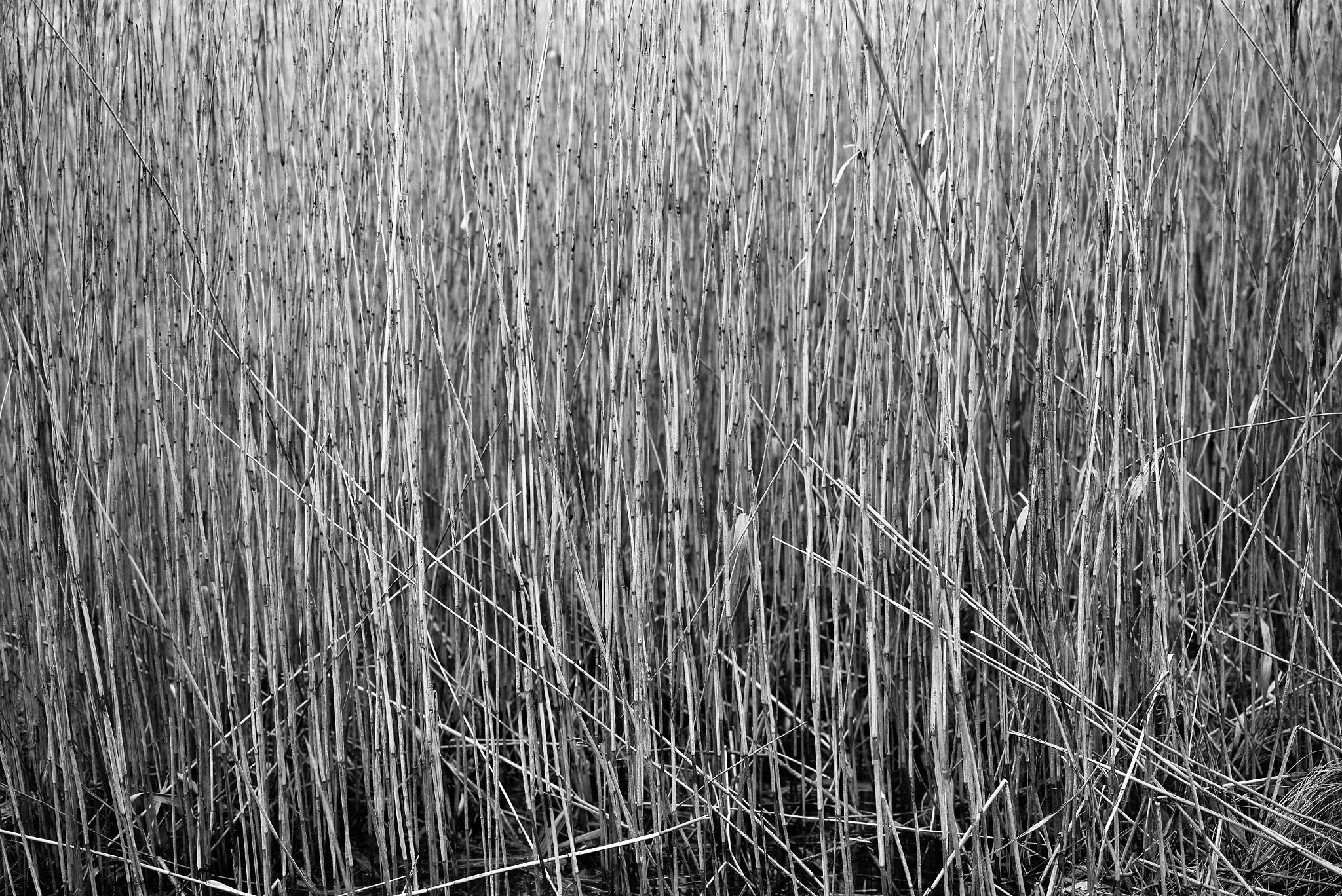 Leica APO-Summicron-M 50mm F2 ASPH sample photo. Straws photography