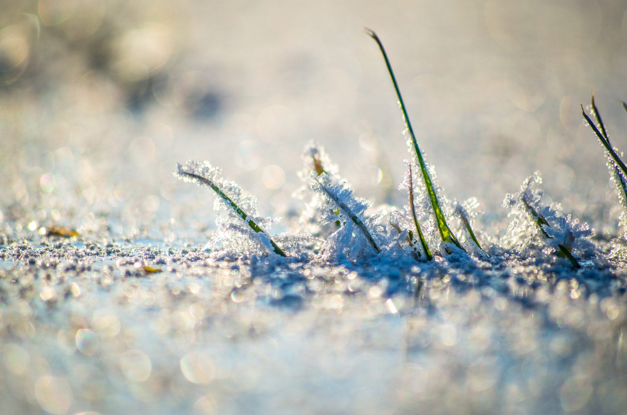 Pentax K-30 + Pentax smc DA 50-200mm F4-5.6 ED sample photo. Icegrass photography