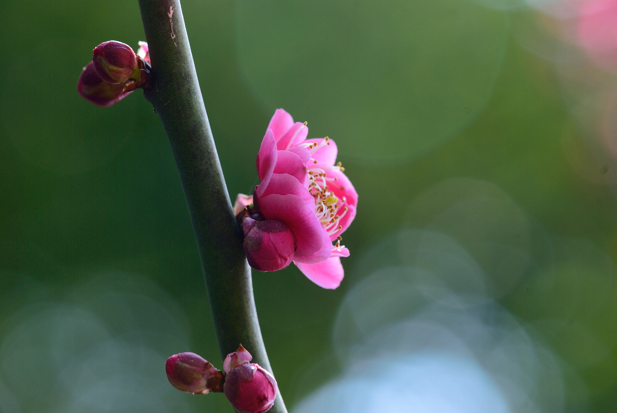 Nikon AF-S Micro-Nikkor 105mm F2.8G IF-ED VR sample photo. 梅花 photography
