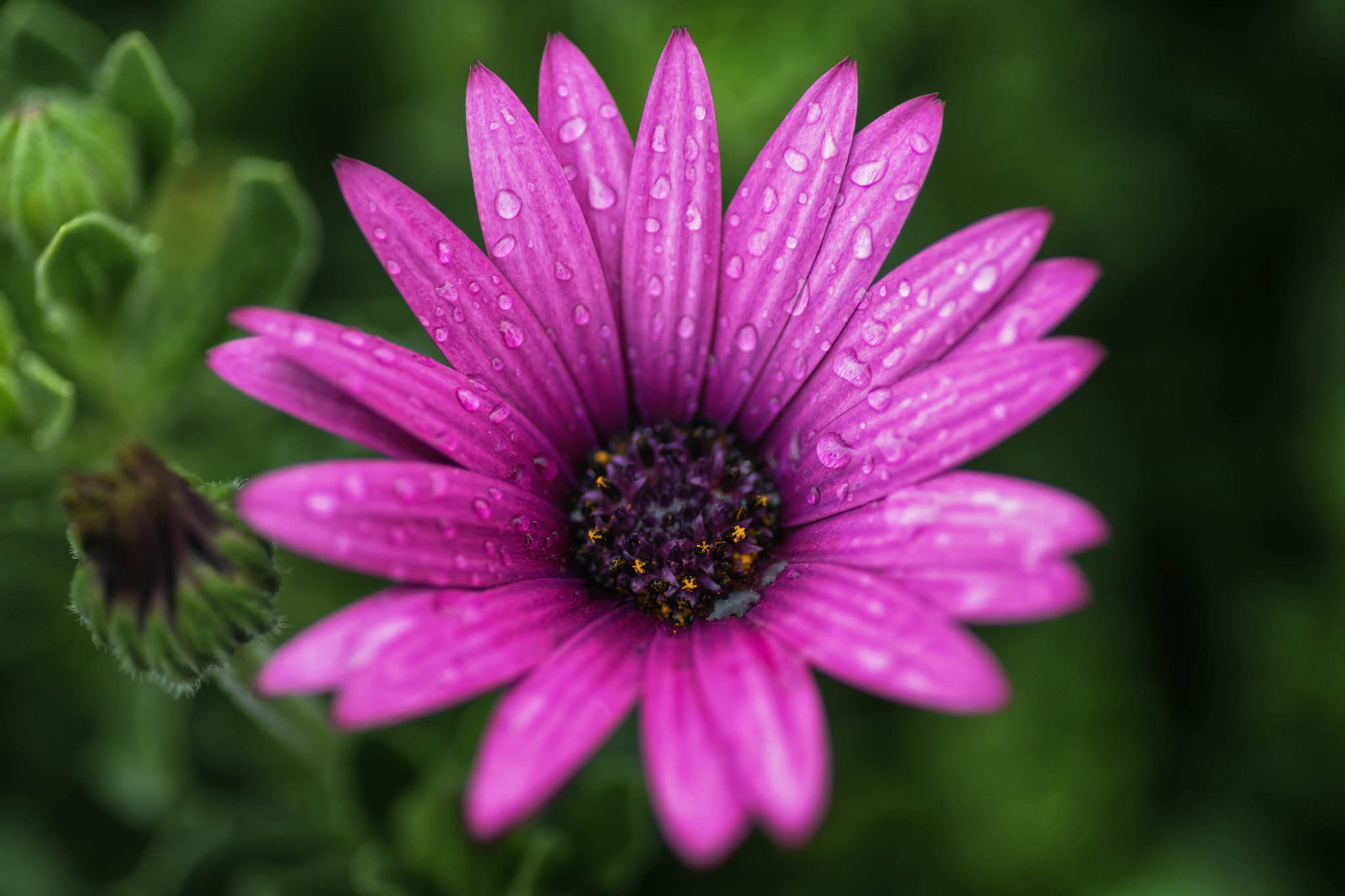 Canon EOS 5D Mark IV + Tamron SP AF 90mm F2.8 Di Macro sample photo. Purplerain photography