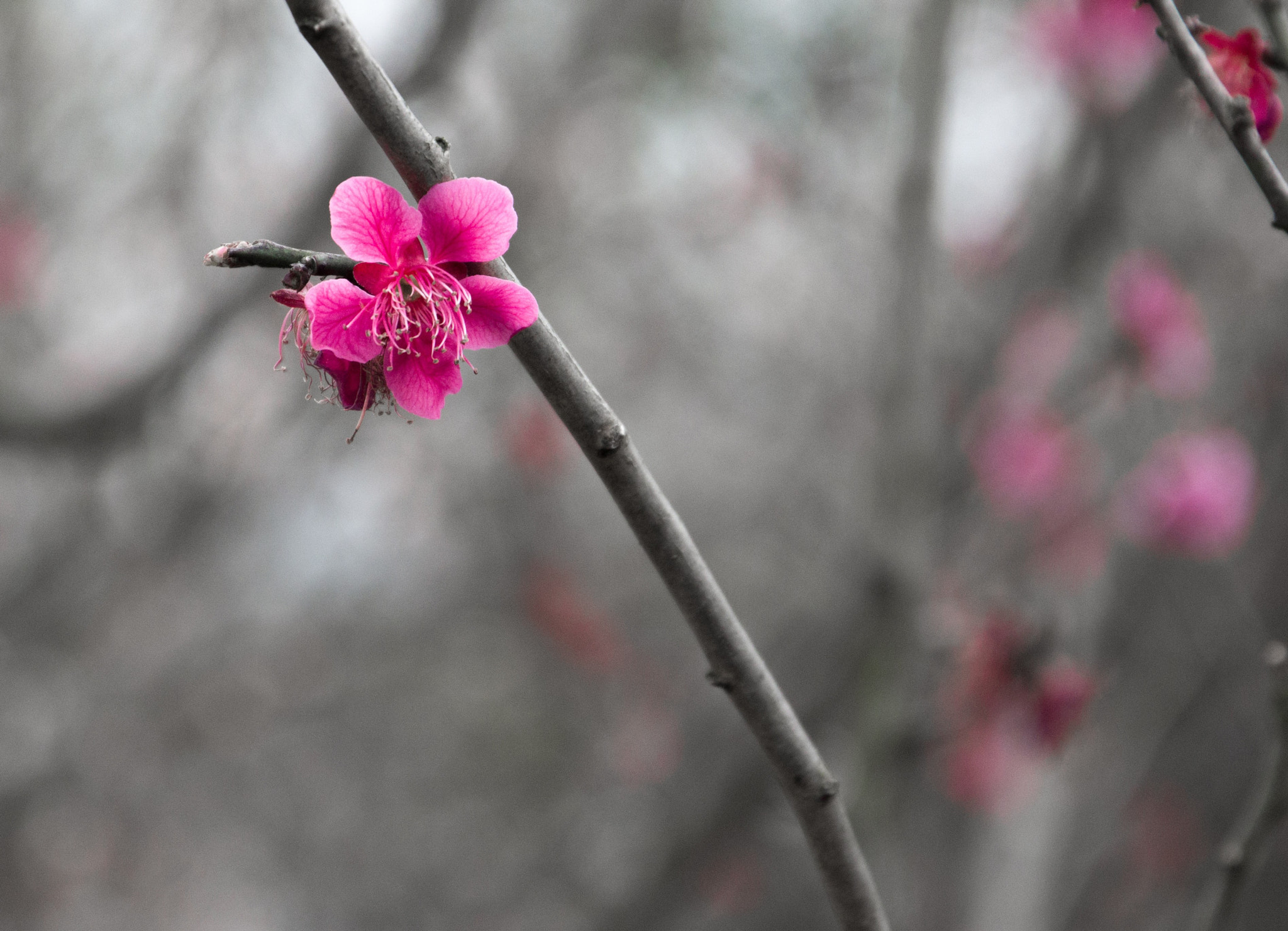 Pentax K-3 II sample photo. Plum blossom photography