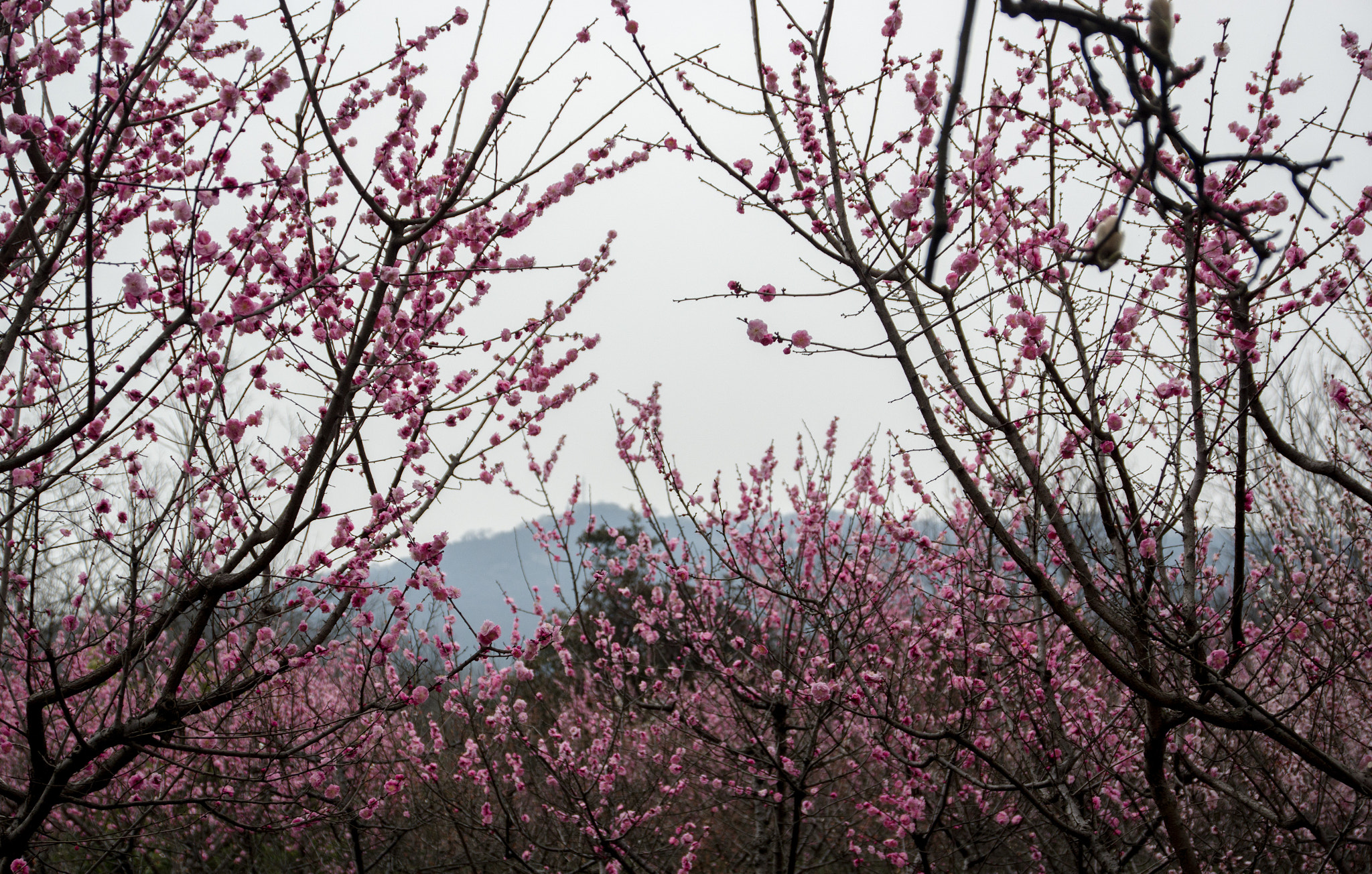 Pentax K-3 II sample photo. Plum blossom photography
