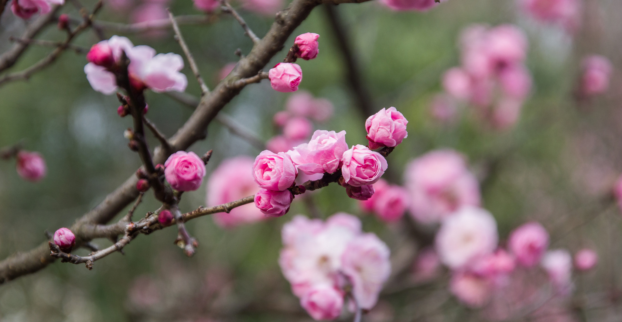 Pentax K-3 II sample photo. Plum blossom photography