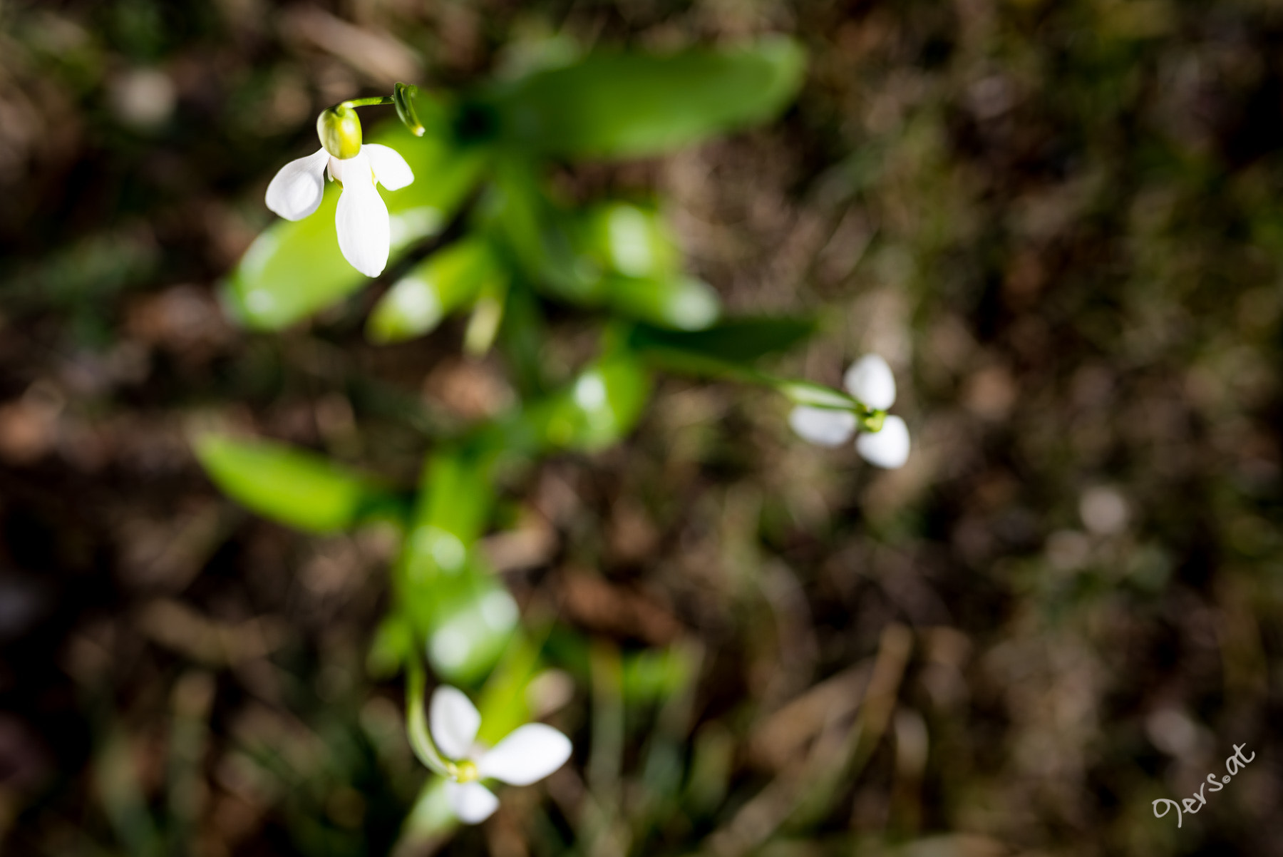 Nikon D600 + Sigma 35mm F1.4 DG HSM Art sample photo. First green photography