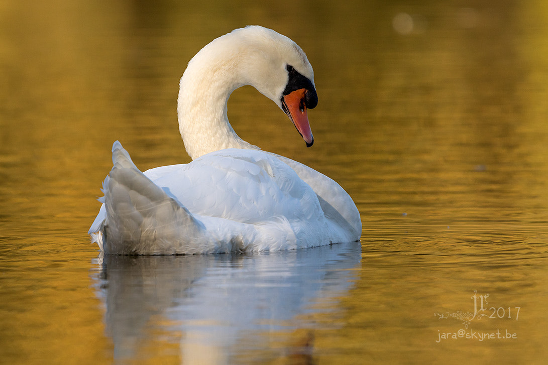 Canon EOS 7D Mark II + Canon EF 300mm F2.8L IS USM sample photo. Cygne_4a7a0601 photography