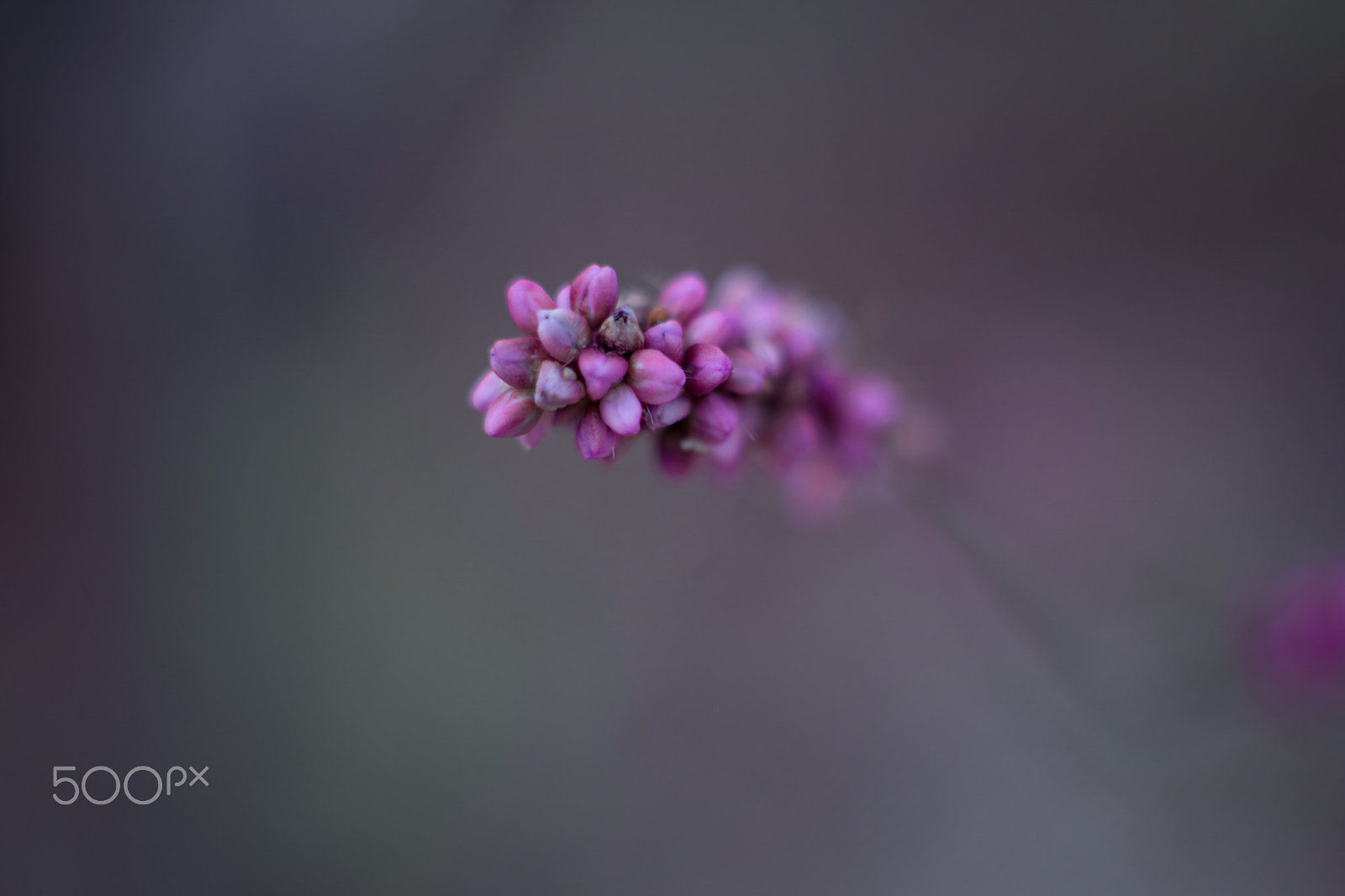 Sony a6000 sample photo. Purple flower photography