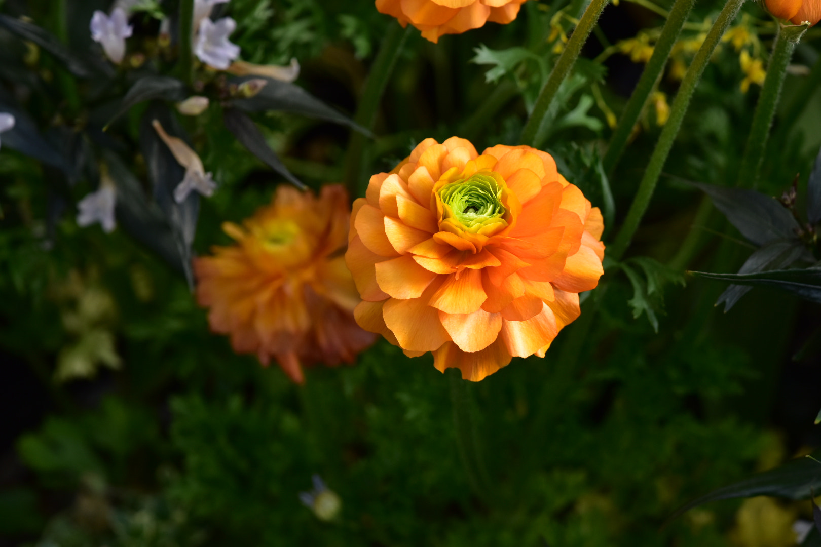 Nikon AF-S DX Micro-Nikkor 85mm F3.5G ED VR sample photo