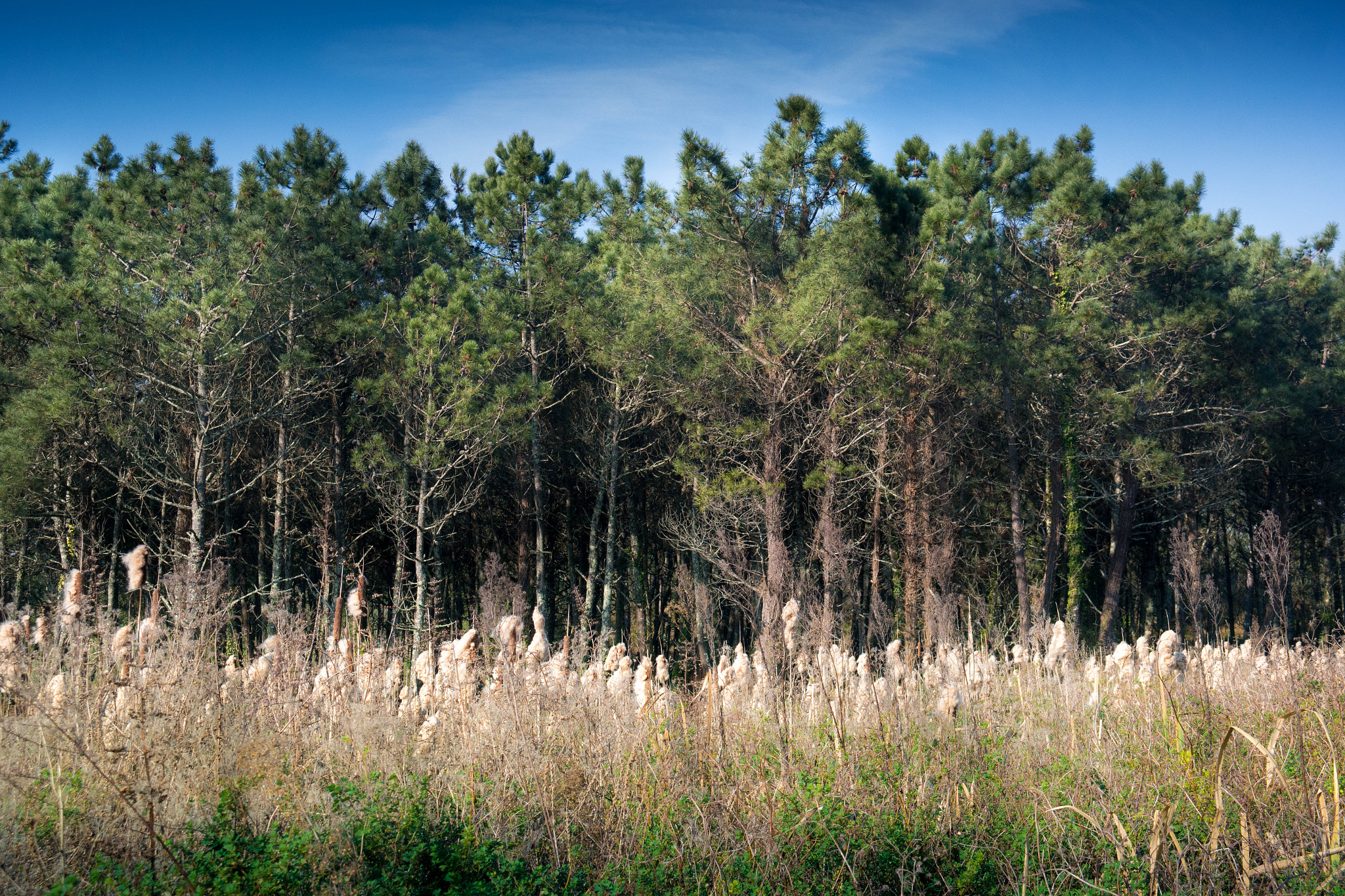 Samsung NX300M + Samsung NX 18-55mm F3.5-5.6 OIS sample photo. A flax gate to an enchanted and mysterious wood photography