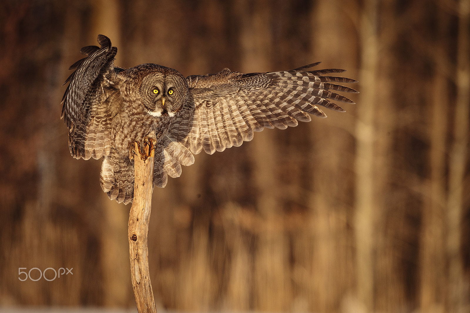 Canon EF 500mm F4L IS II USM sample photo. Wings photography