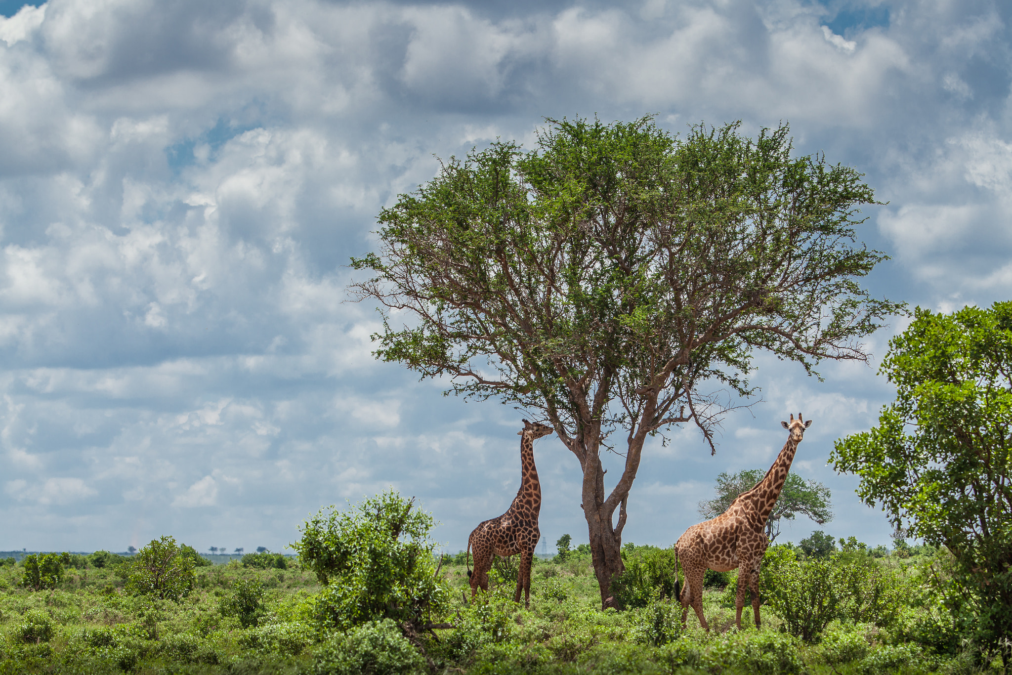 Canon EOS 5D Mark II + Canon EF 70-200mm F2.8L IS II USM sample photo. Kenia photography