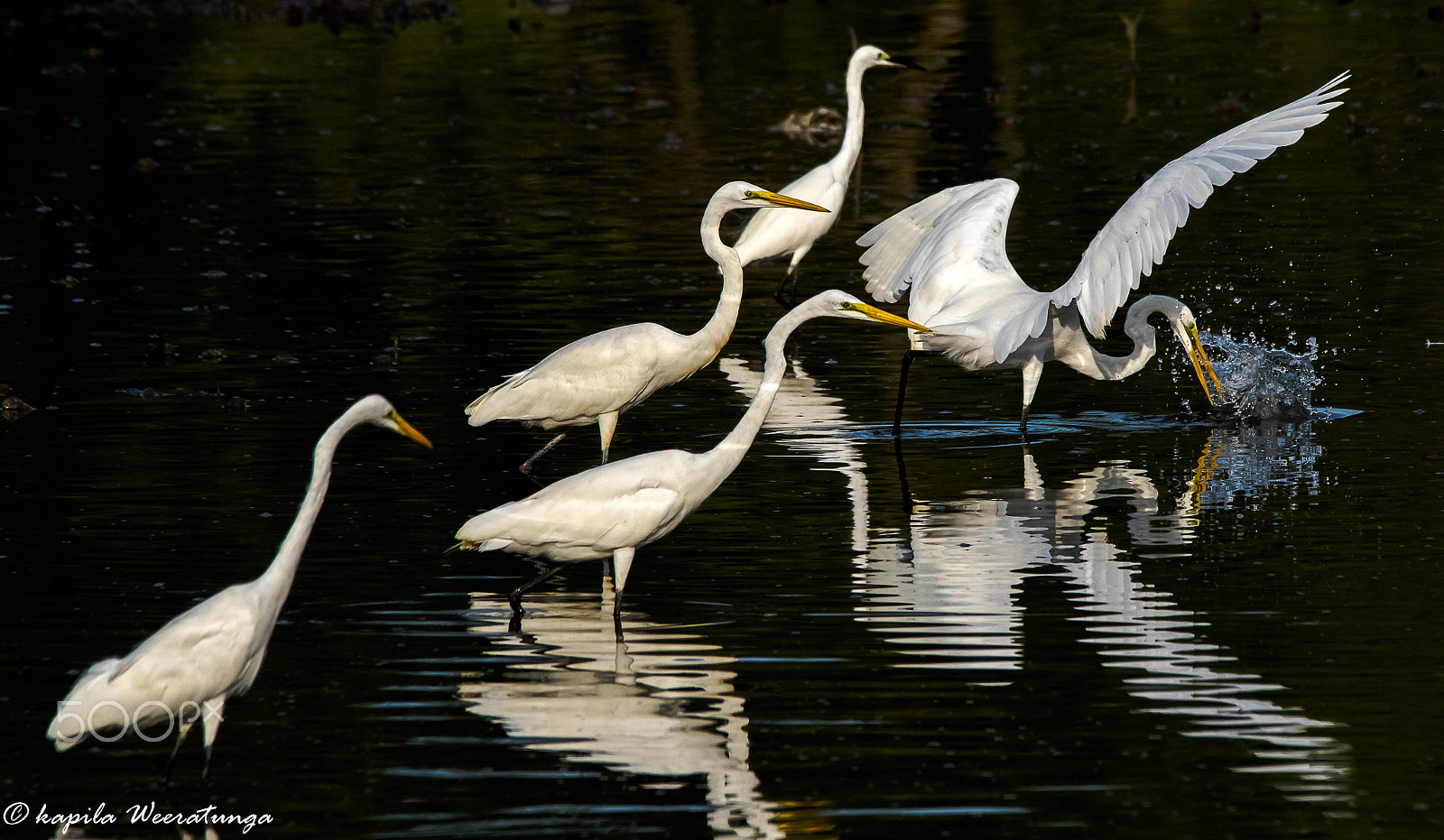 150-600mm F5-6.3 DG OS HSM | Contemporary 015 sample photo. Competition..! photography