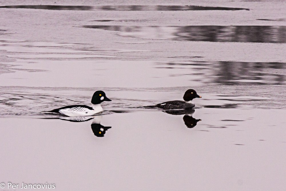Tamron SP 150-600mm F5-6.3 Di VC USD sample photo. Common goldeneye photography