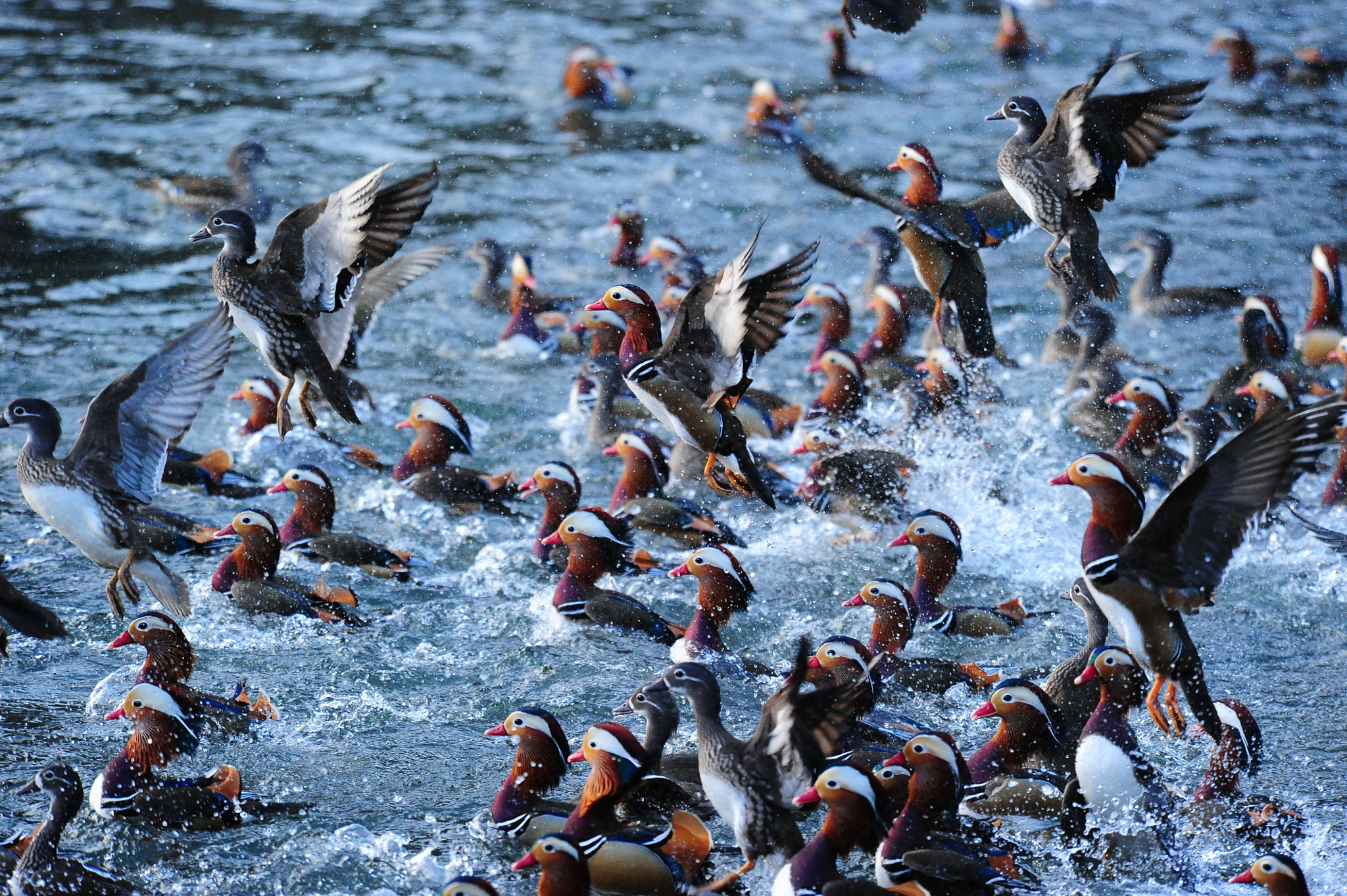Nikon D3S sample photo. Amazing photography