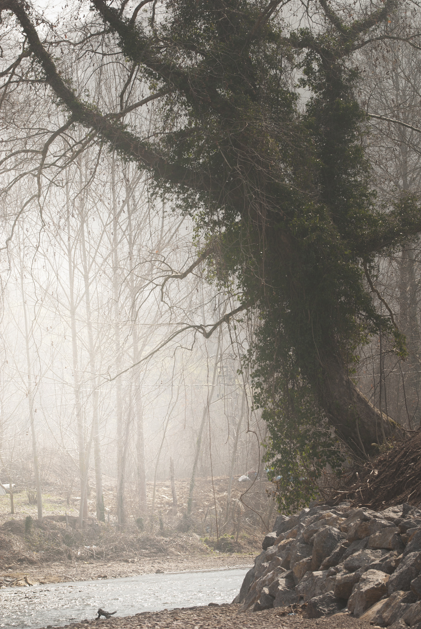 Nikon D200 + Sigma 150mm F2.8 EX DG OS Macro HSM sample photo. Ivy and tree photography