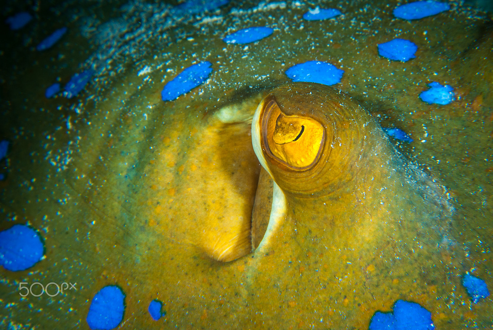 Nikon AF-S Micro-Nikkor 105mm F2.8G IF-ED VR sample photo. Eye of the ray photography