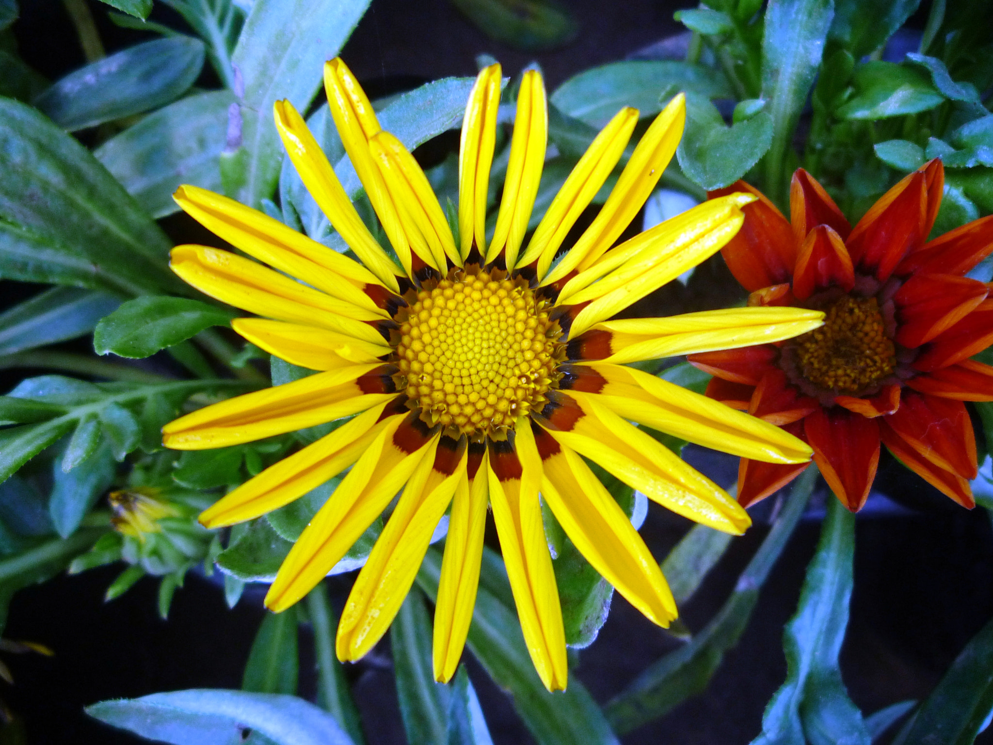 Panasonic DMC-LZ10 sample photo. Yellow photography