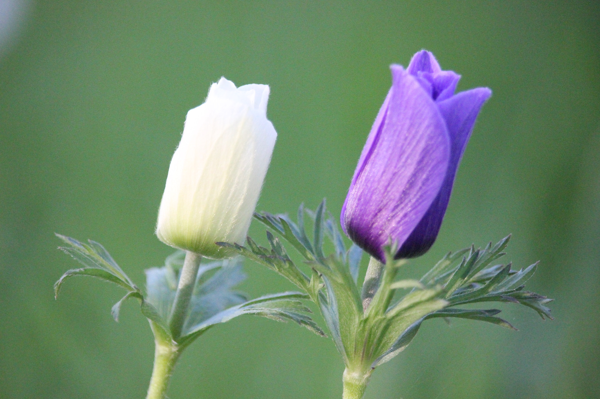 Canon EF-S 55-250mm F4-5.6 IS STM sample photo. Brothers photography