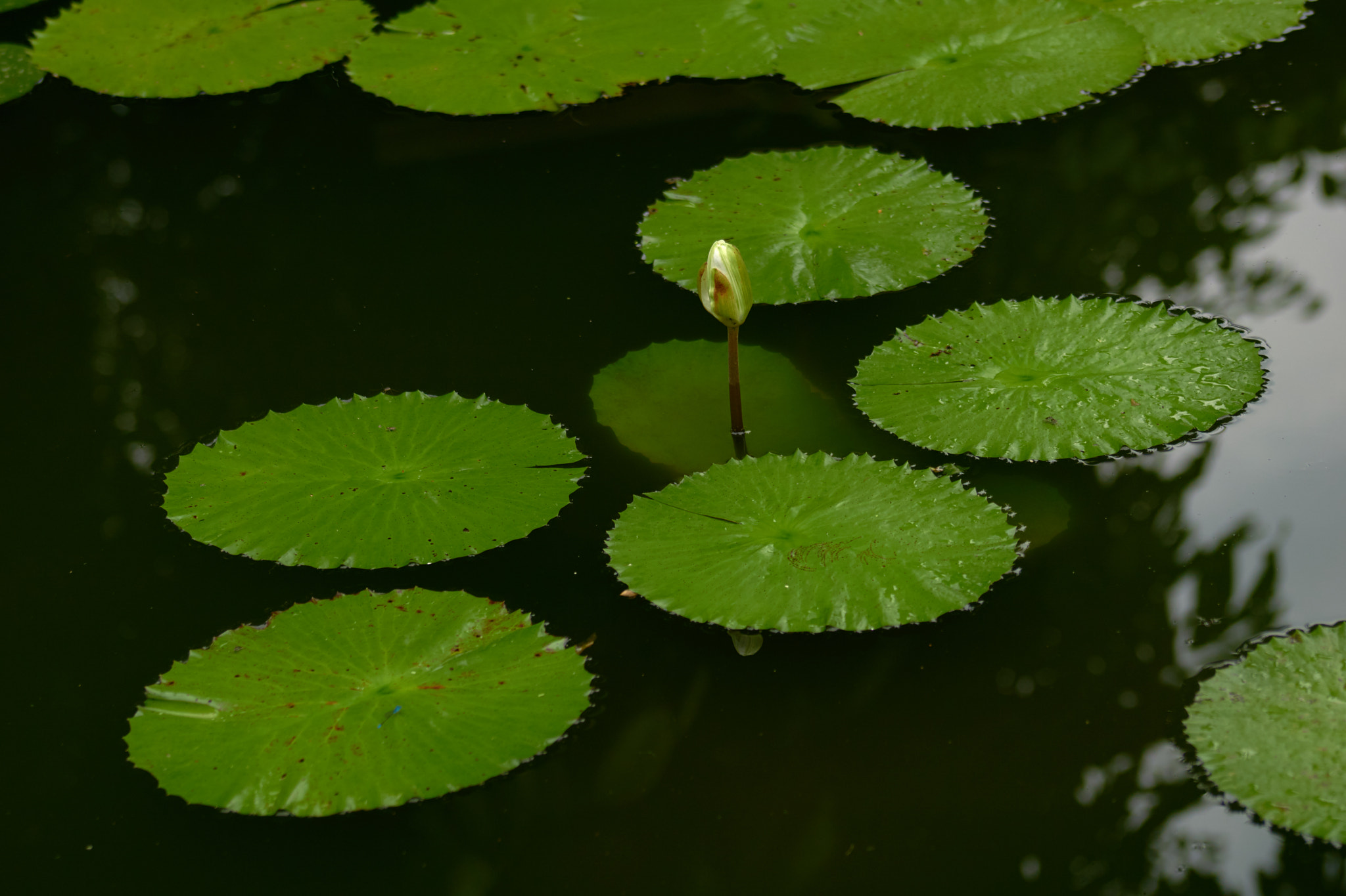 Sony a6000 + Sony DT 50mm F1.8 SAM sample photo. Lotus cc photography