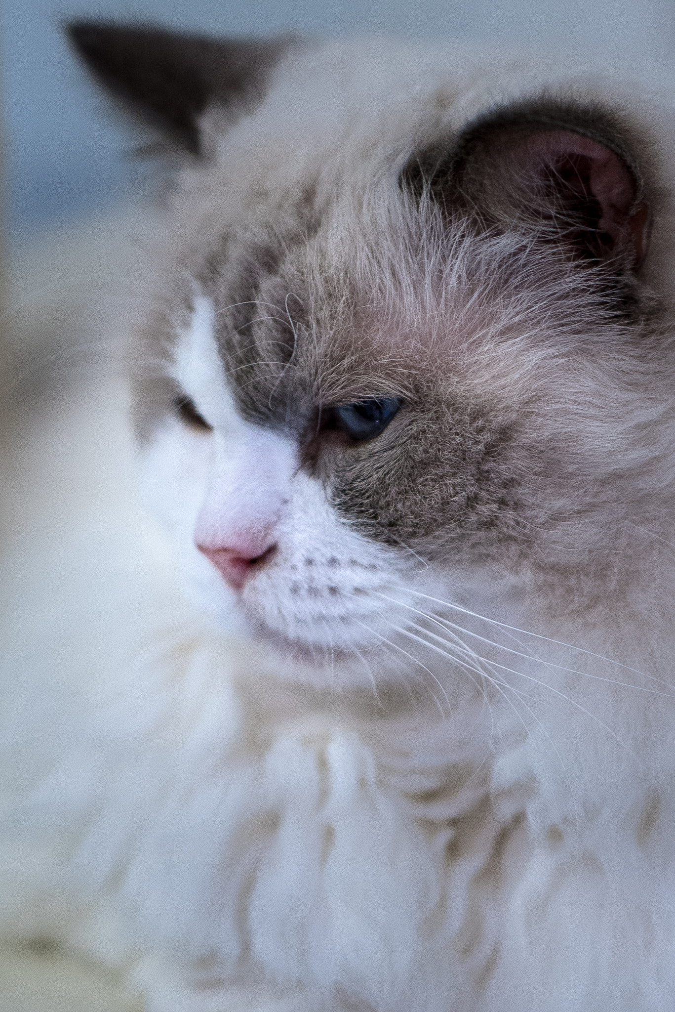 ZEISS Batis 85mm F1.8 sample photo