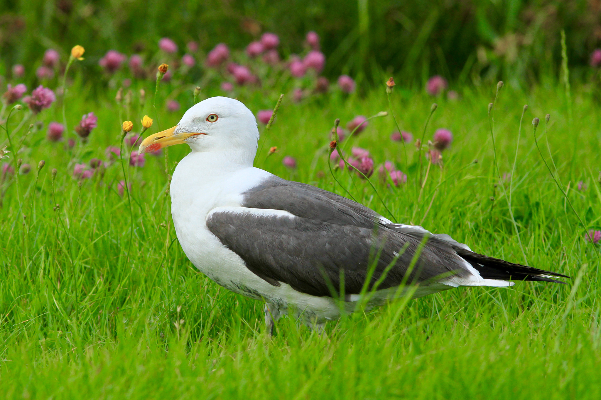 Canon EOS 7D + Canon EF 300mm F4L IS USM sample photo. Backed gull,photo was taken nearby ferwert behind the seawall on the mud flats. photography