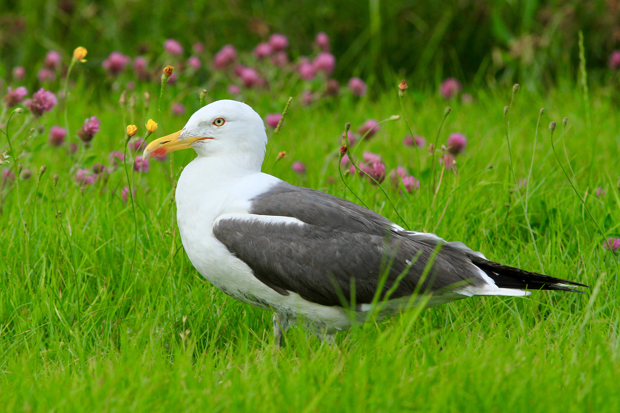 Canon EF 300mm F4L IS USM sample photo. Backed gull,photo was taken nearby ferwert behind the seawall on the mud flats. photography