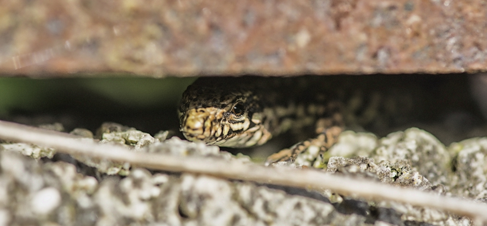 Nikon AF-S Micro-Nikkor 105mm F2.8G IF-ED VR sample photo. Dsc photography