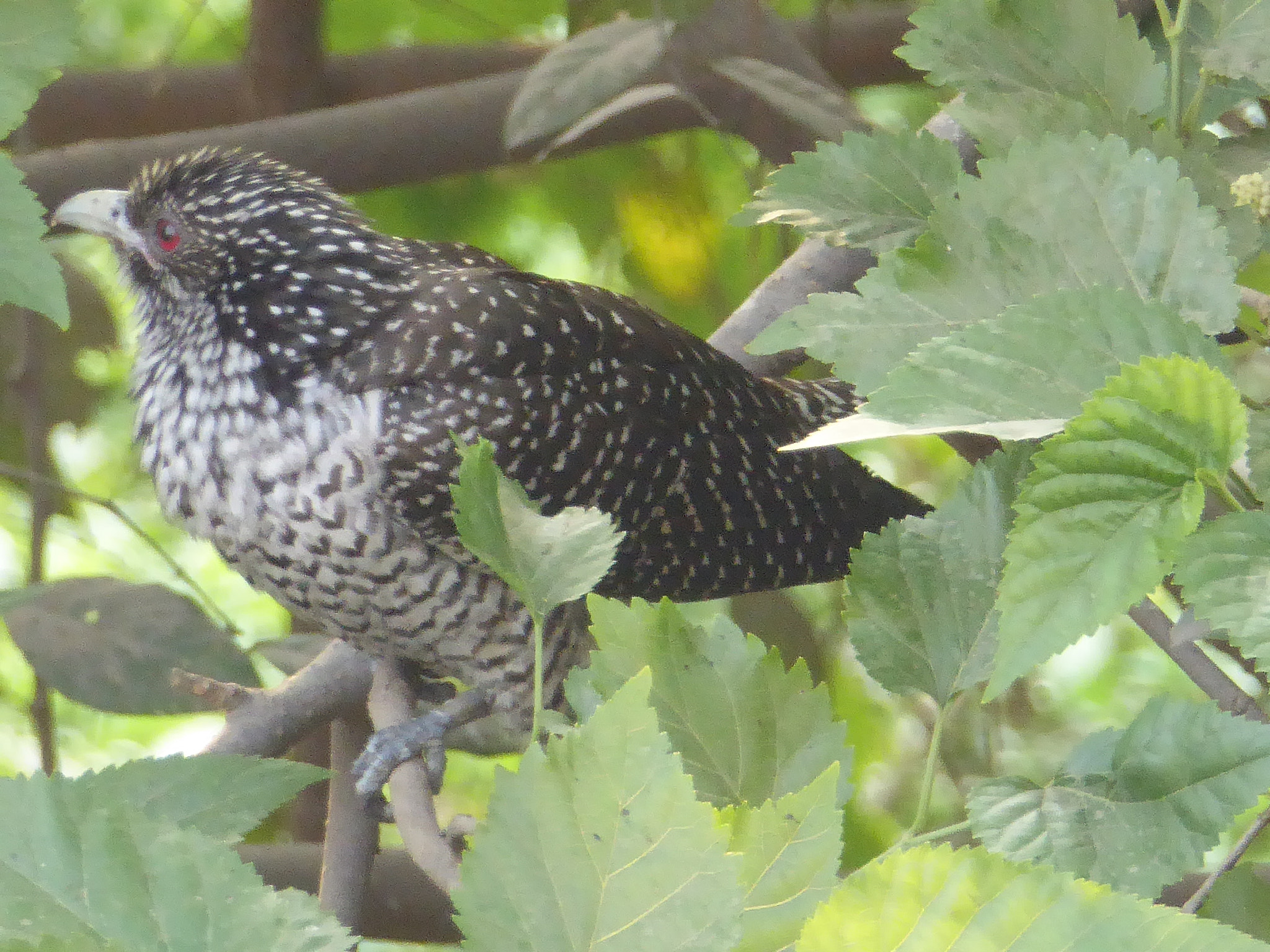 Panasonic Lumix DMC-ZS40 (Lumix DMC-TZ60) sample photo. Birds photography