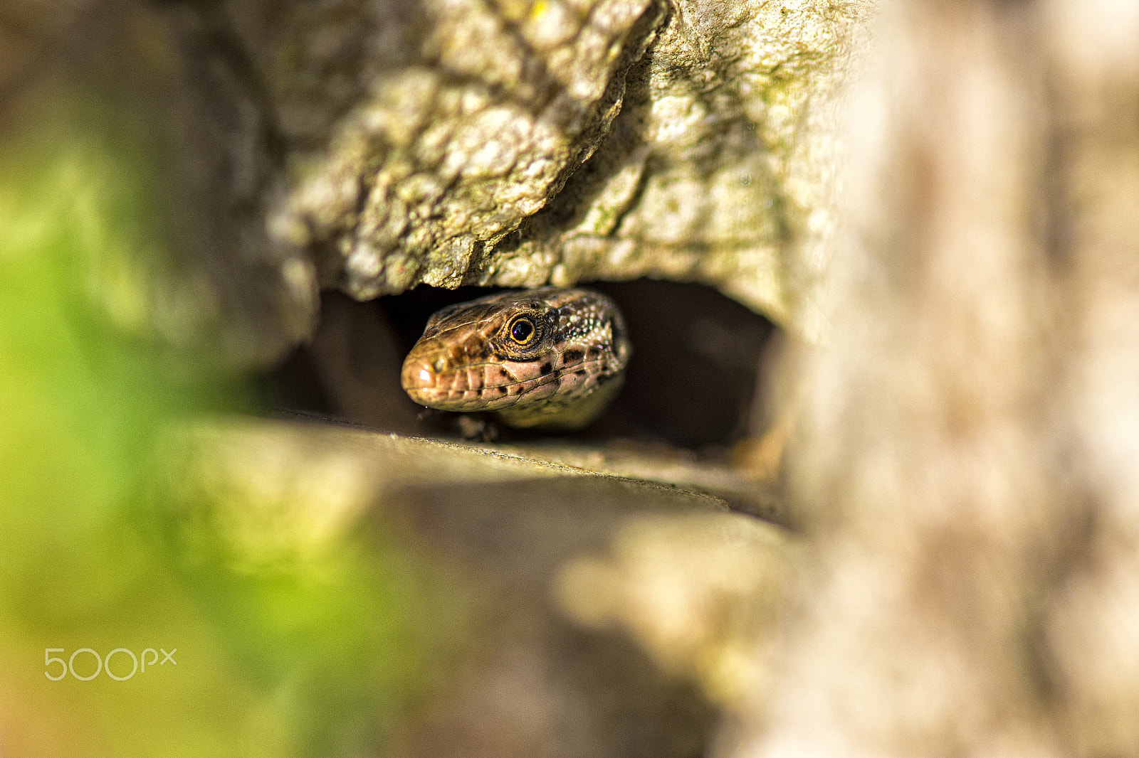 Nikon AF-S Micro-Nikkor 105mm F2.8G IF-ED VR sample photo. Dsc photography