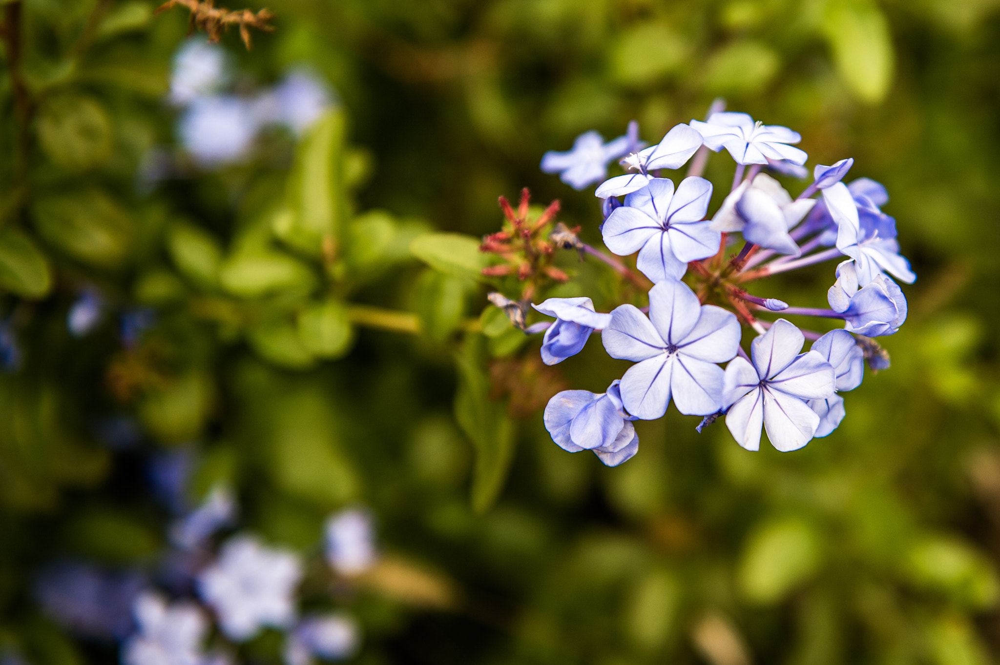 Nikon Df sample photo. Flower photography