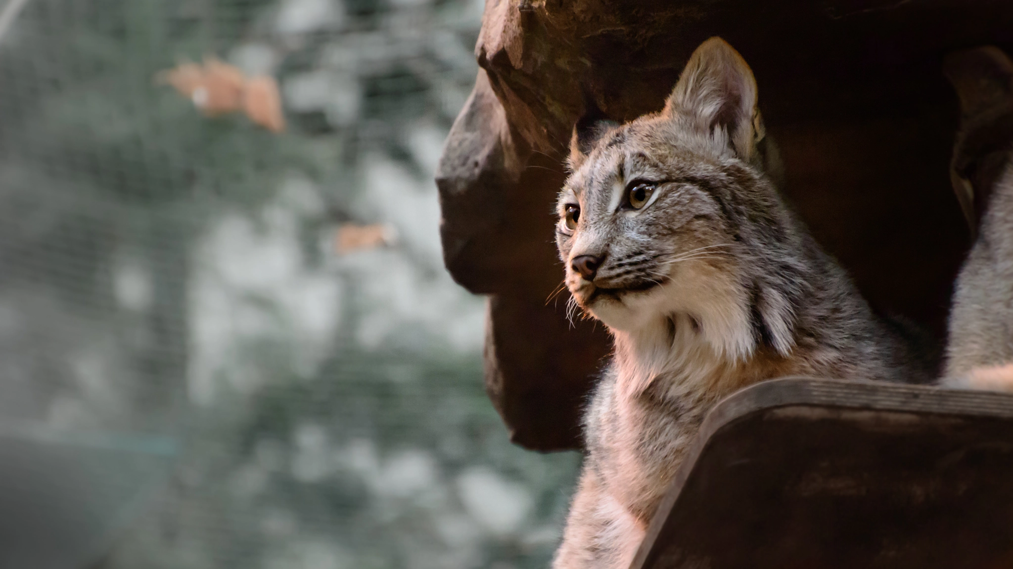 Nikon D3200 sample photo. Canadian lynx photography