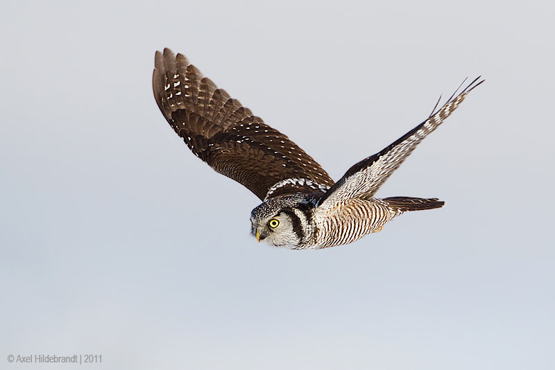 Canon EF 500mm F4L IS USM sample photo. Northern hawk owl photography