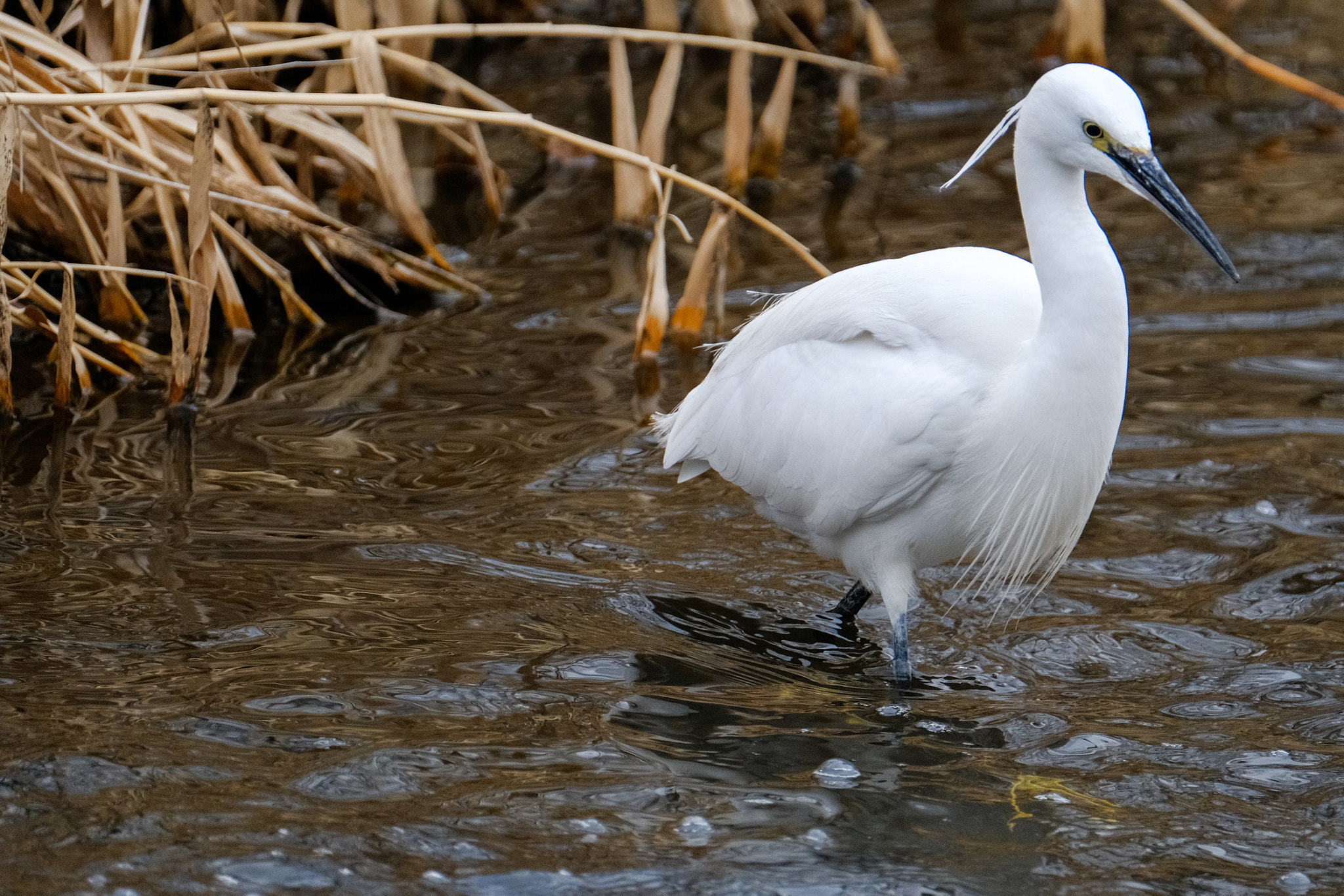 Fujifilm XF 100-400mm F4.5-5.6 R LM OIS WR sample photo. Dscf photography