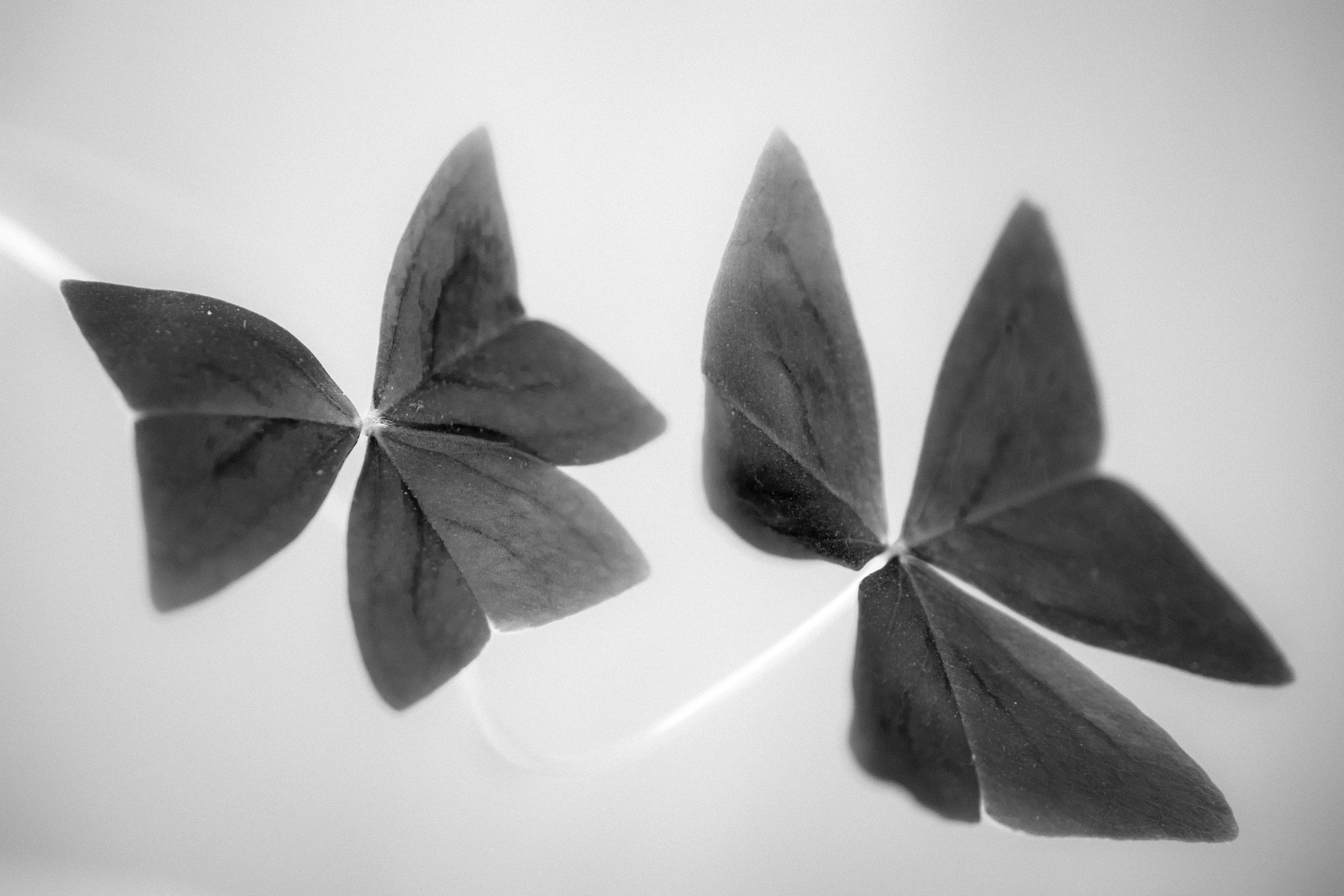Nikon AF-S DX Micro Nikkor 40mm F2.8 sample photo. Flower b+w photography
