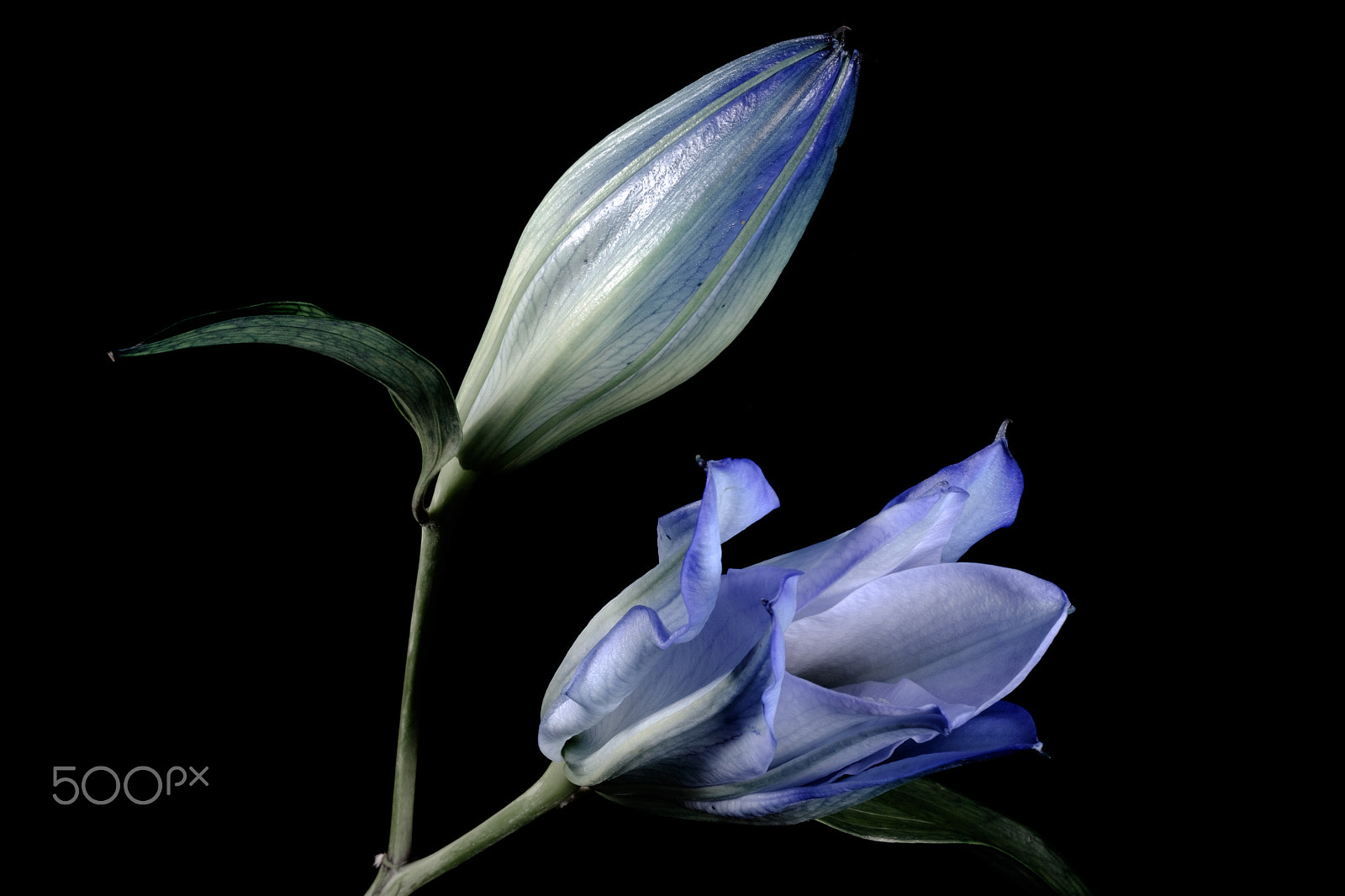 Fujifilm X-T1 + Fujifilm XF 90mm F2 R LM WR sample photo. Two blue oriental rainbow lillies photography