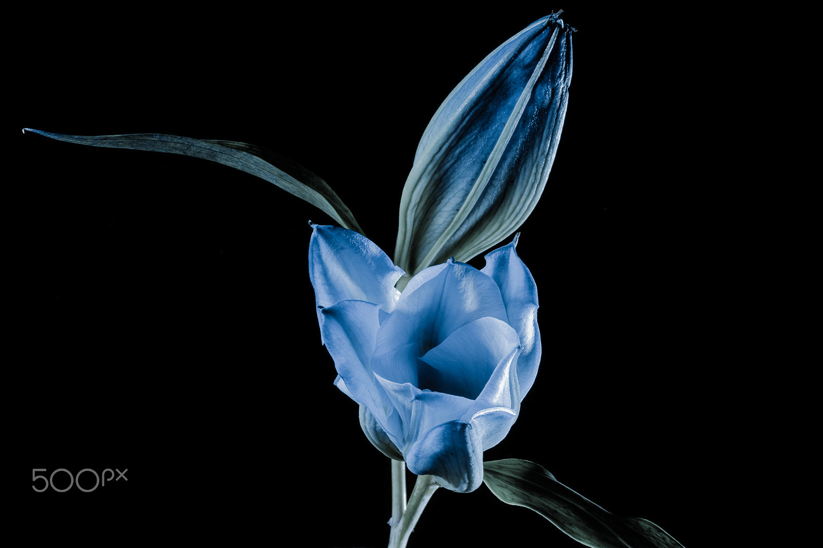 Fujifilm X-T1 + Fujifilm XF 90mm F2 R LM WR sample photo. Faded blue oriental rainbow lily photography