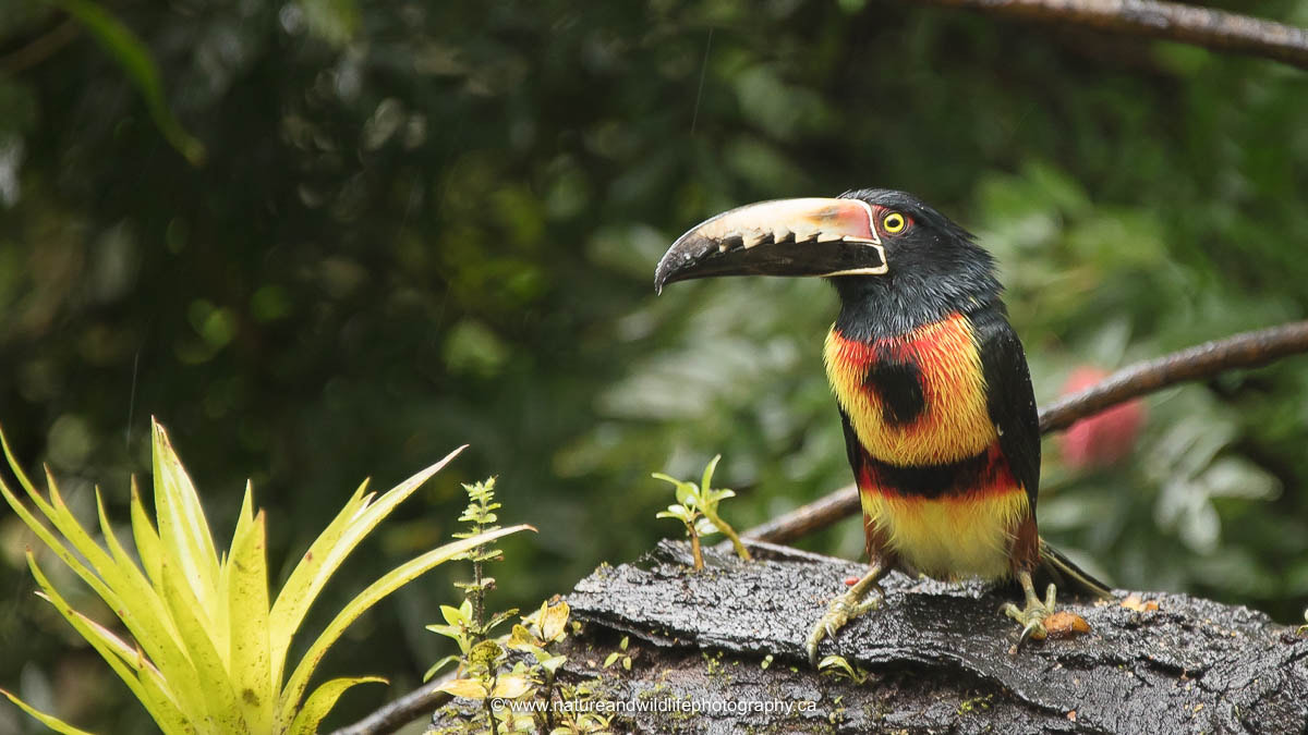 Sigma 150-600mm F5-6.3 DG OS HSM | C sample photo. Collared aracari photography