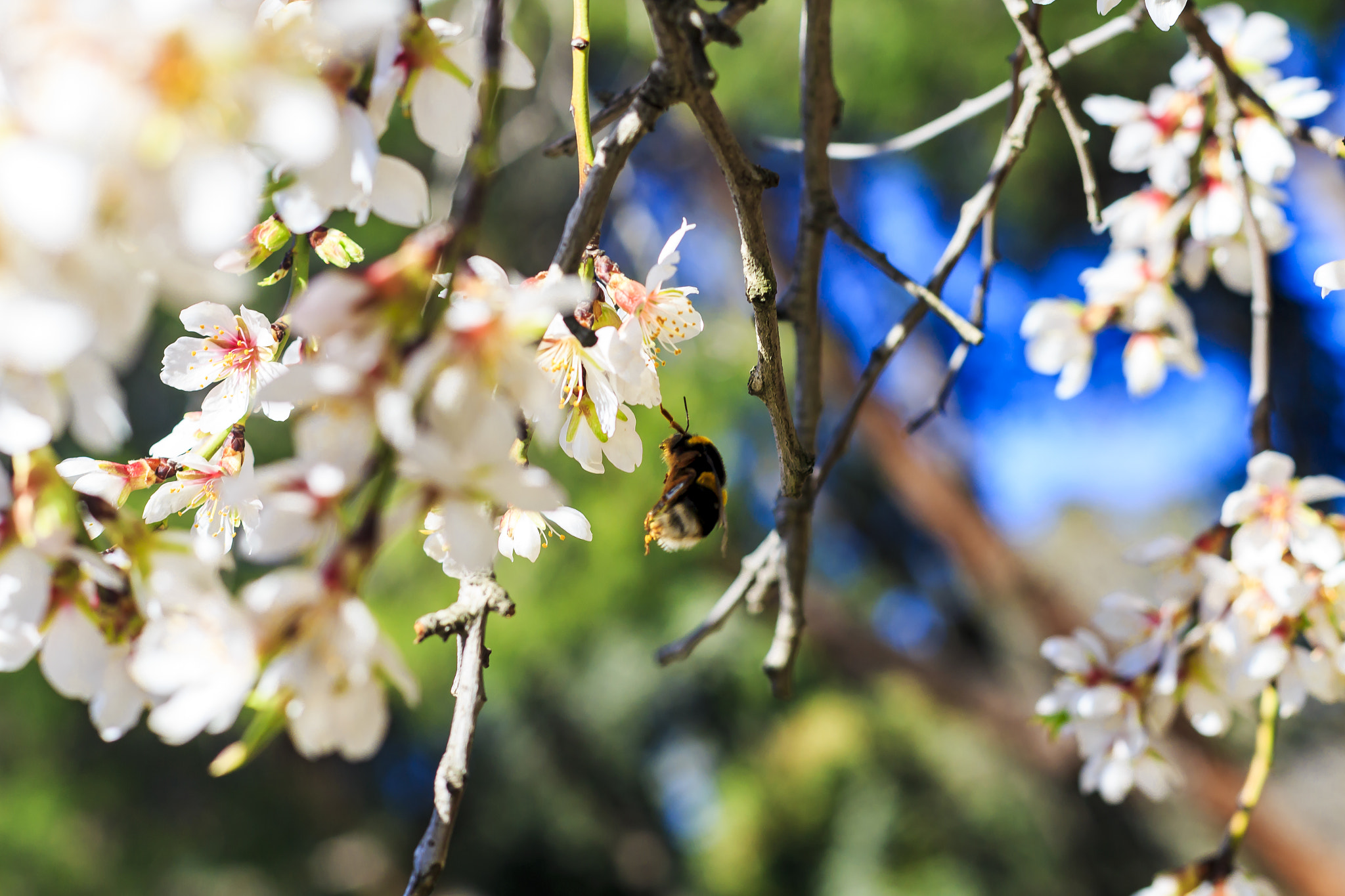 Canon EOS 700D (EOS Rebel T5i / EOS Kiss X7i) + Canon EF 50mm F1.4 USM sample photo. Flying bumblebee photography