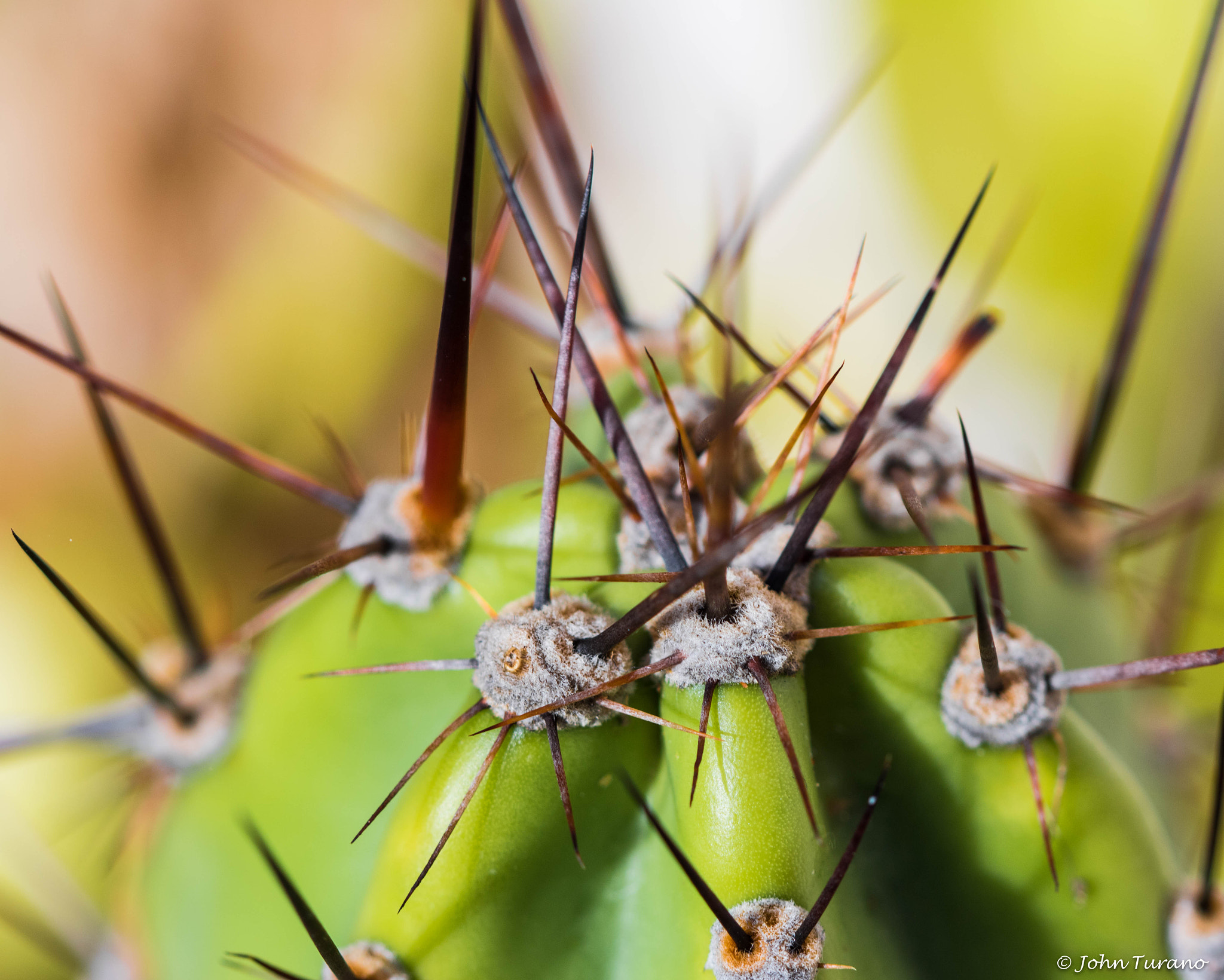 Canon EF 100mm F2.8 Macro USM sample photo. Don't mess with me! photography