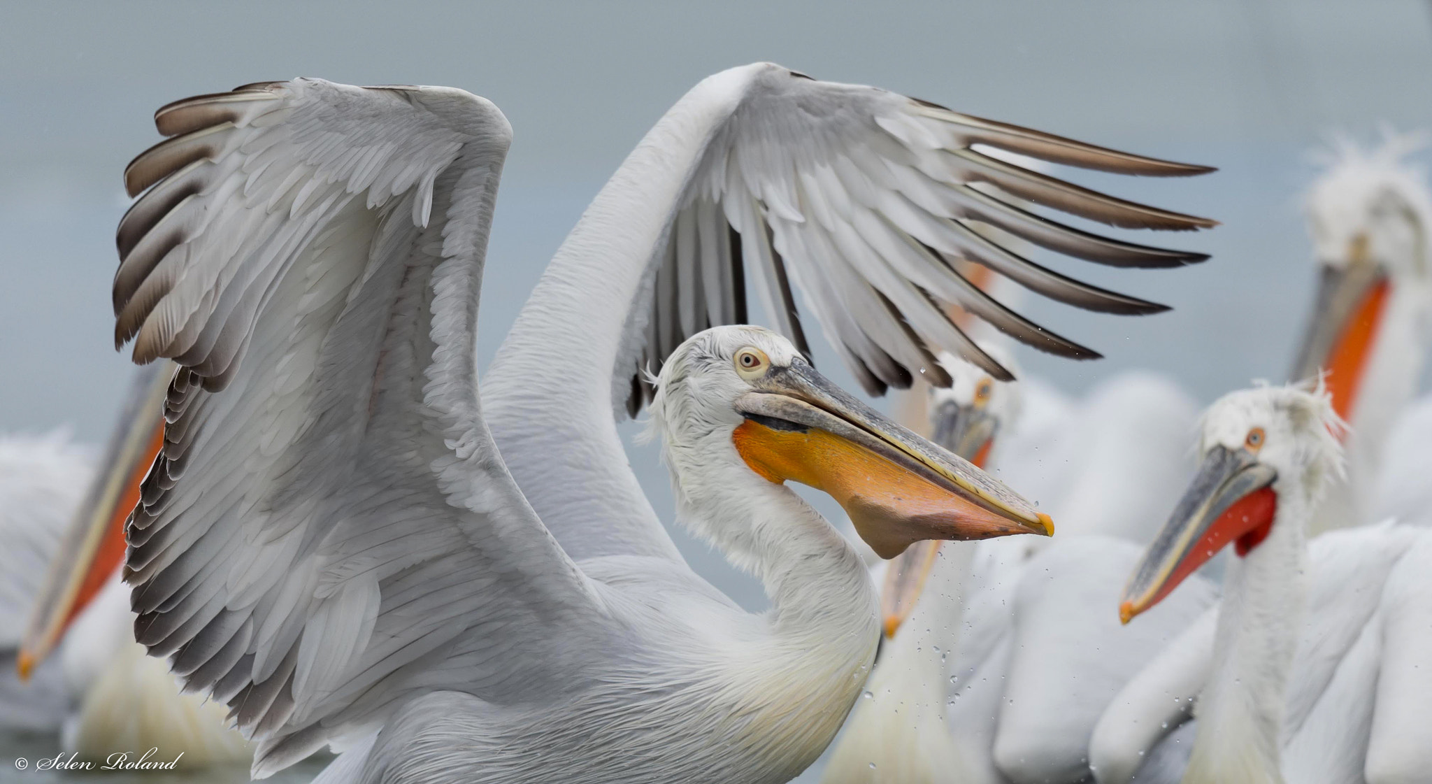 Nikon D4 sample photo. Kroeskoppelikaan - dalmatian pelican photography