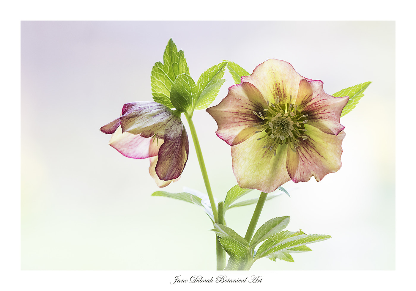 Canon EF 180mm F3.5L Macro USM sample photo. Hellebore photography
