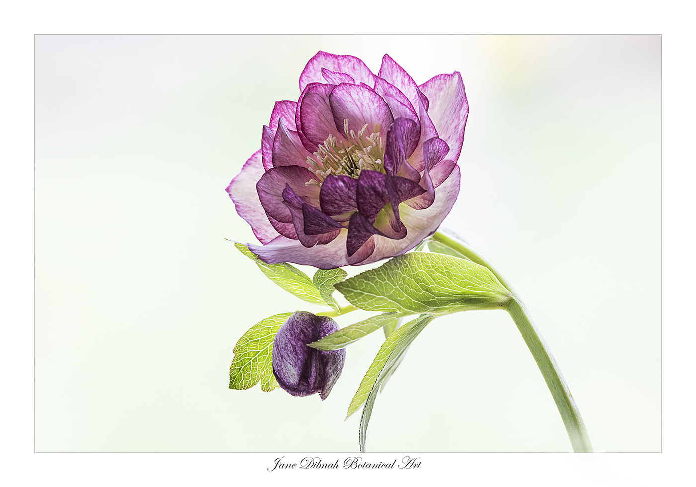 Canon EF 180mm F3.5L Macro USM sample photo. Hellebore photography