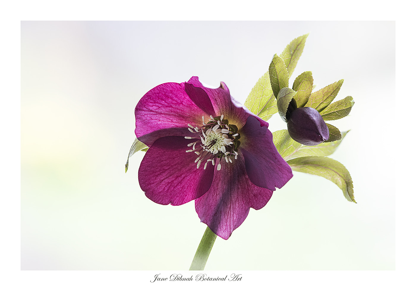 Canon EF 180mm F3.5L Macro USM sample photo. Hellebore photography
