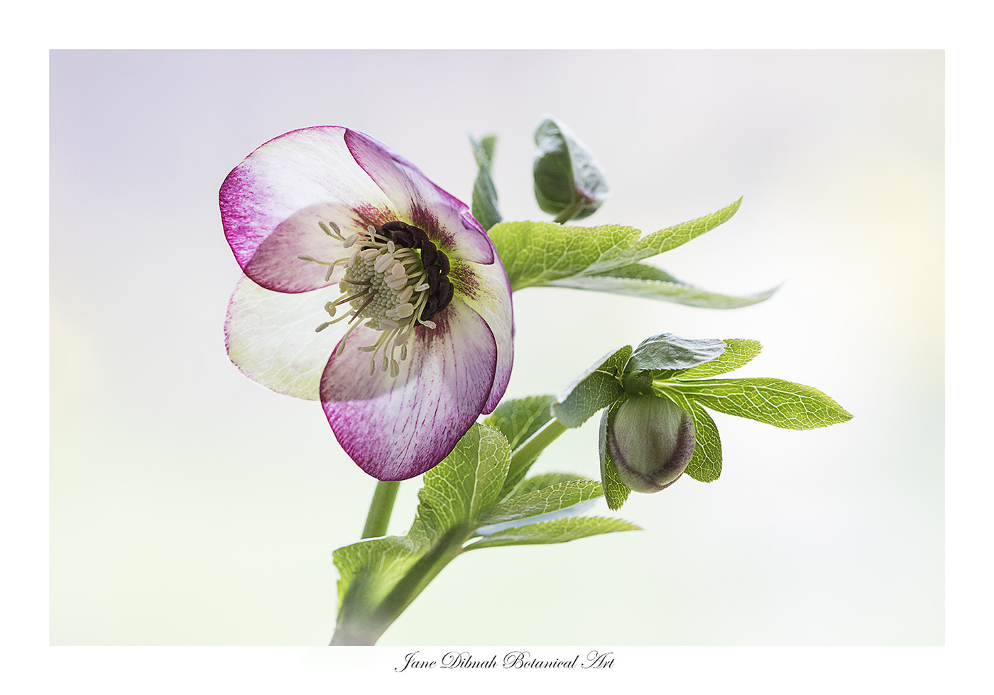 Canon EF 180mm F3.5L Macro USM sample photo. Hellebore photography