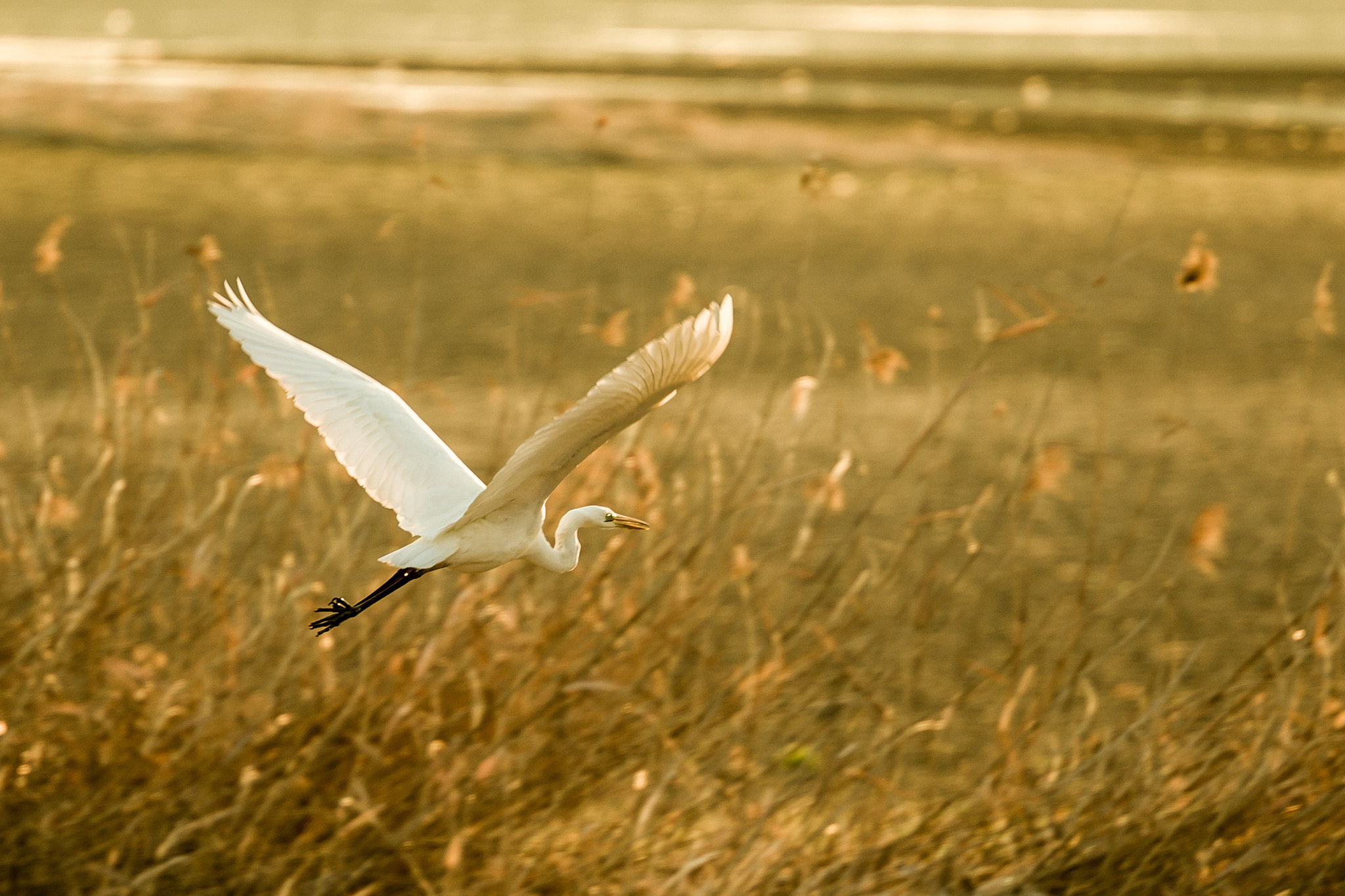 Pentax D FA* 70-200mm F2.8ED DC AW sample photo. Morning fly photography