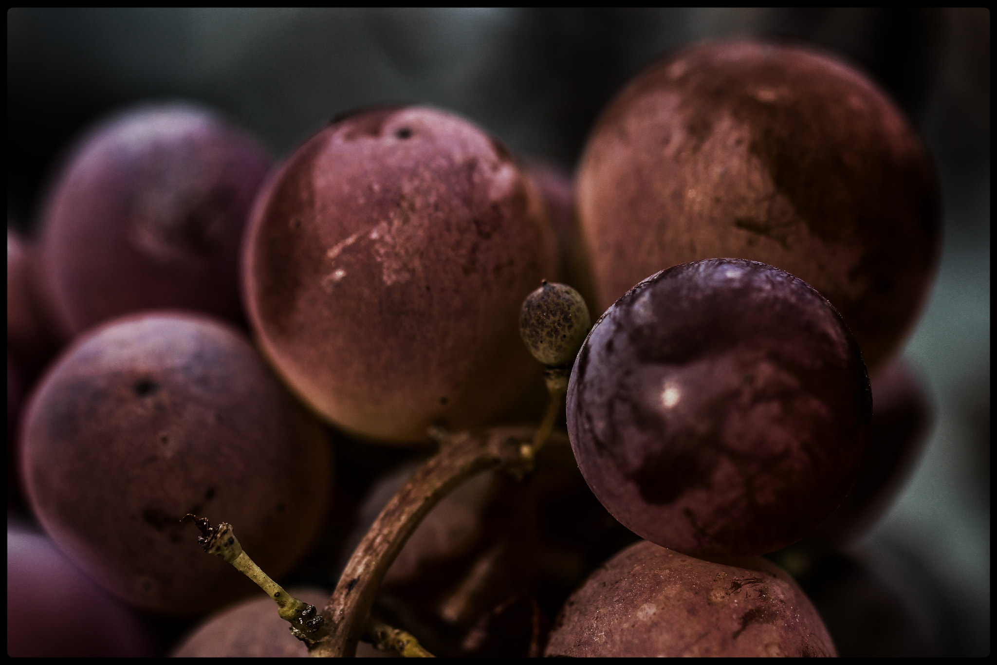 Canon EF 100mm F2.8L Macro IS USM sample photo. Grapes winter photography