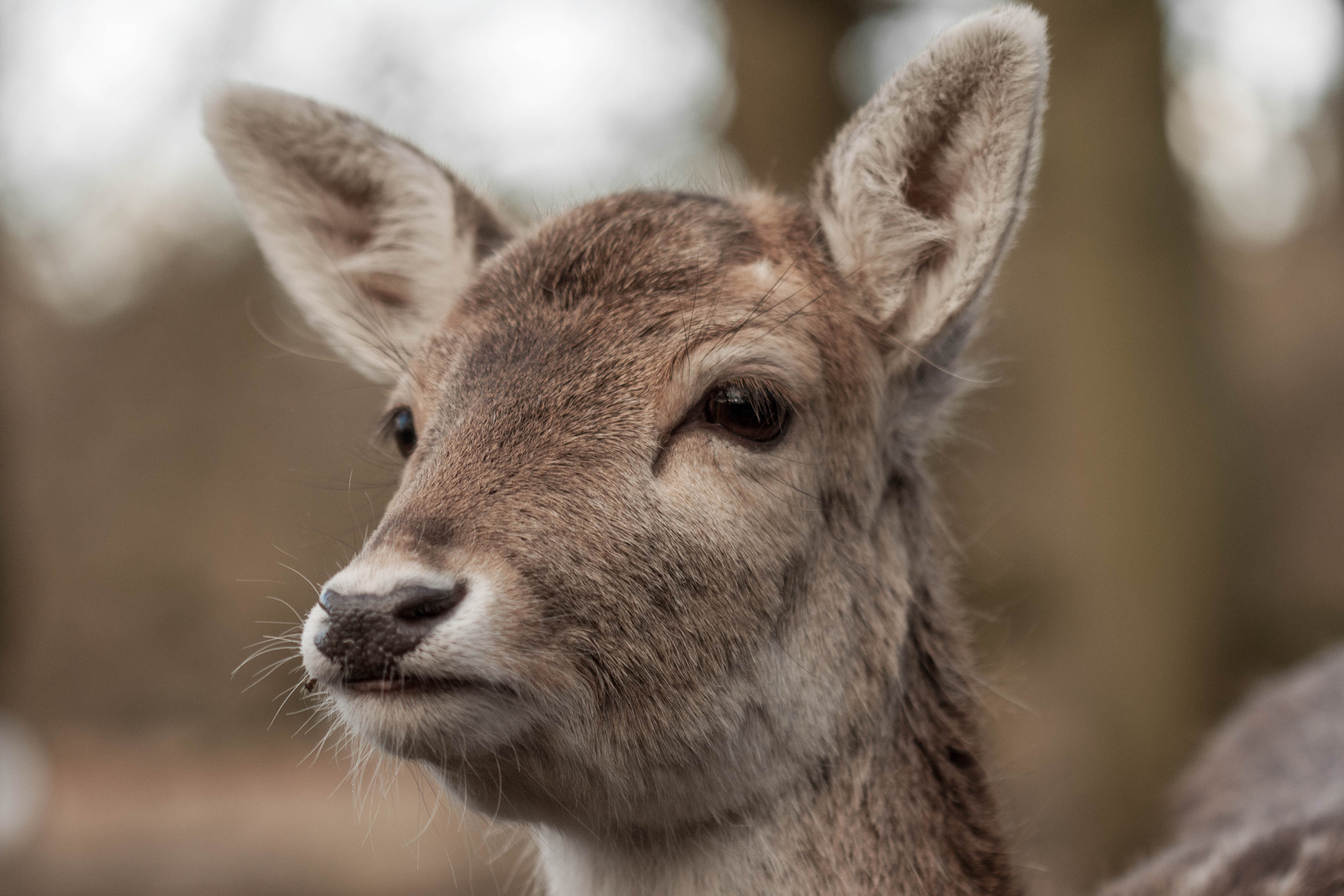 Canon EF 100mm F2.8 Macro USM sample photo. Wild photography